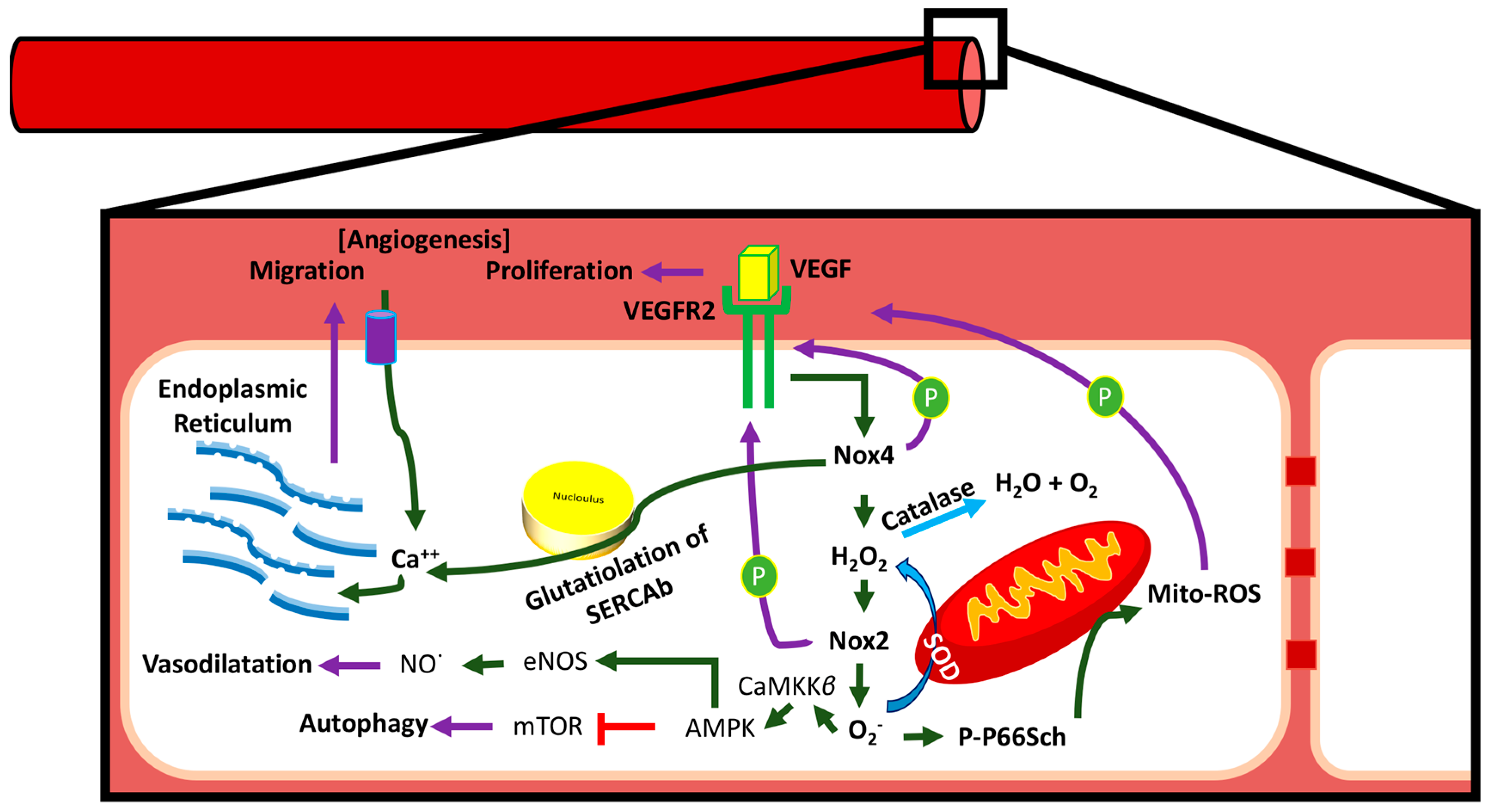 Antioxidants 07 00014 g009