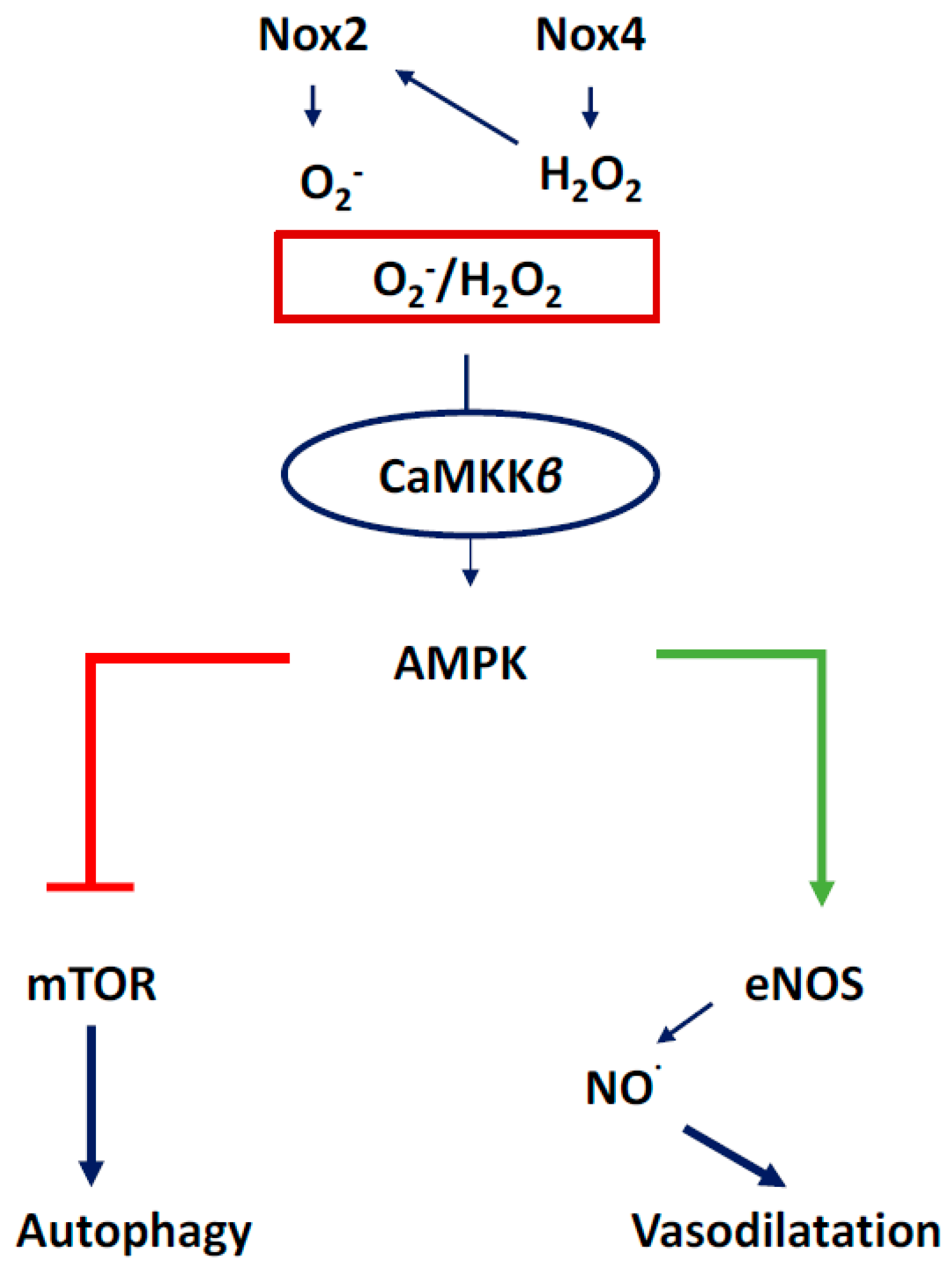 Antioxidants 07 00014 g011