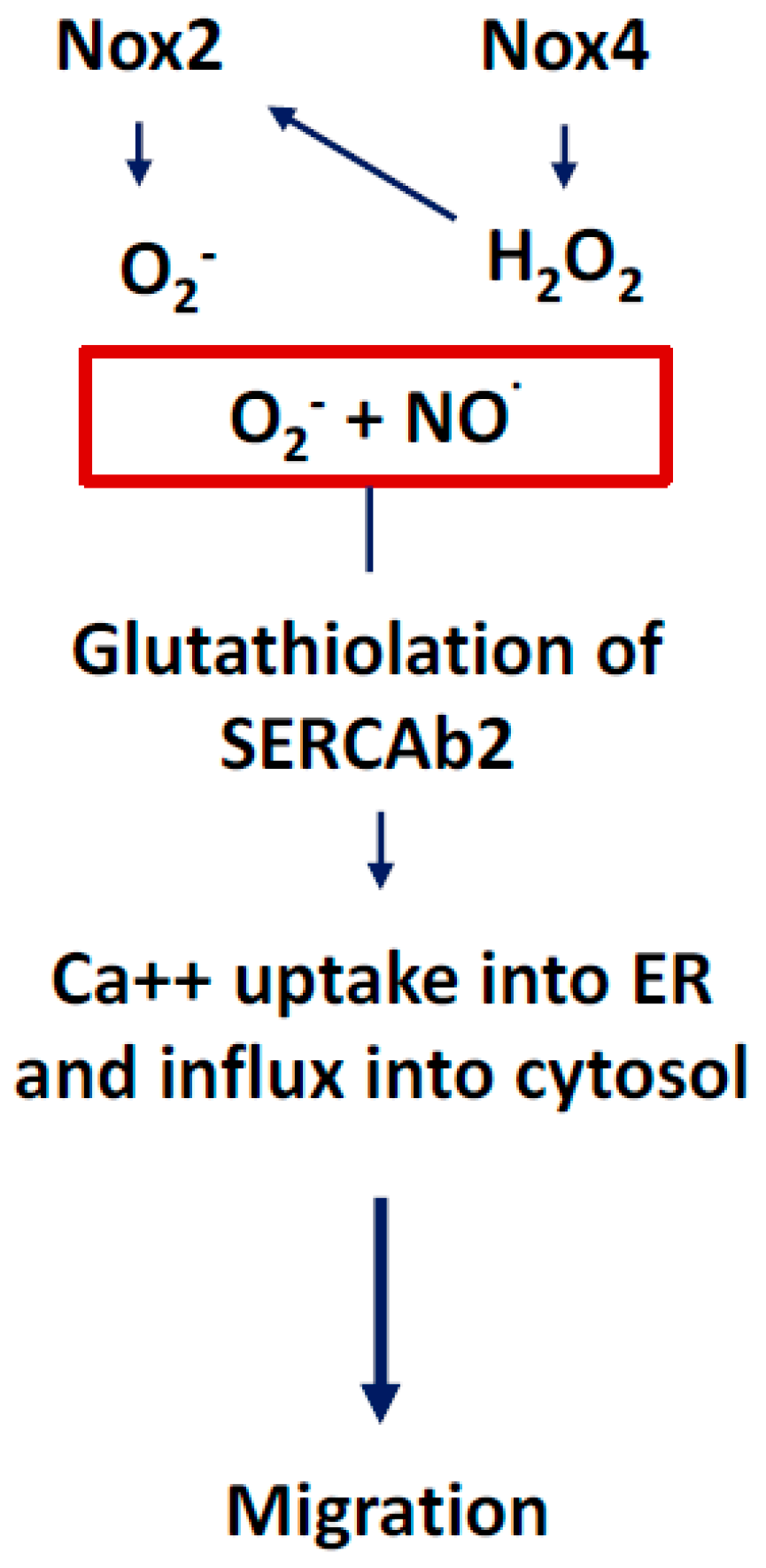 Antioxidants 07 00014 g012