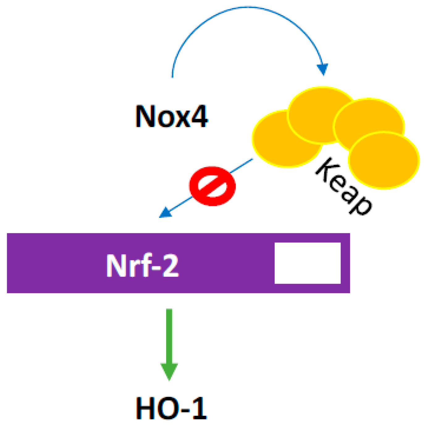 Antioxidants 07 00014 g013