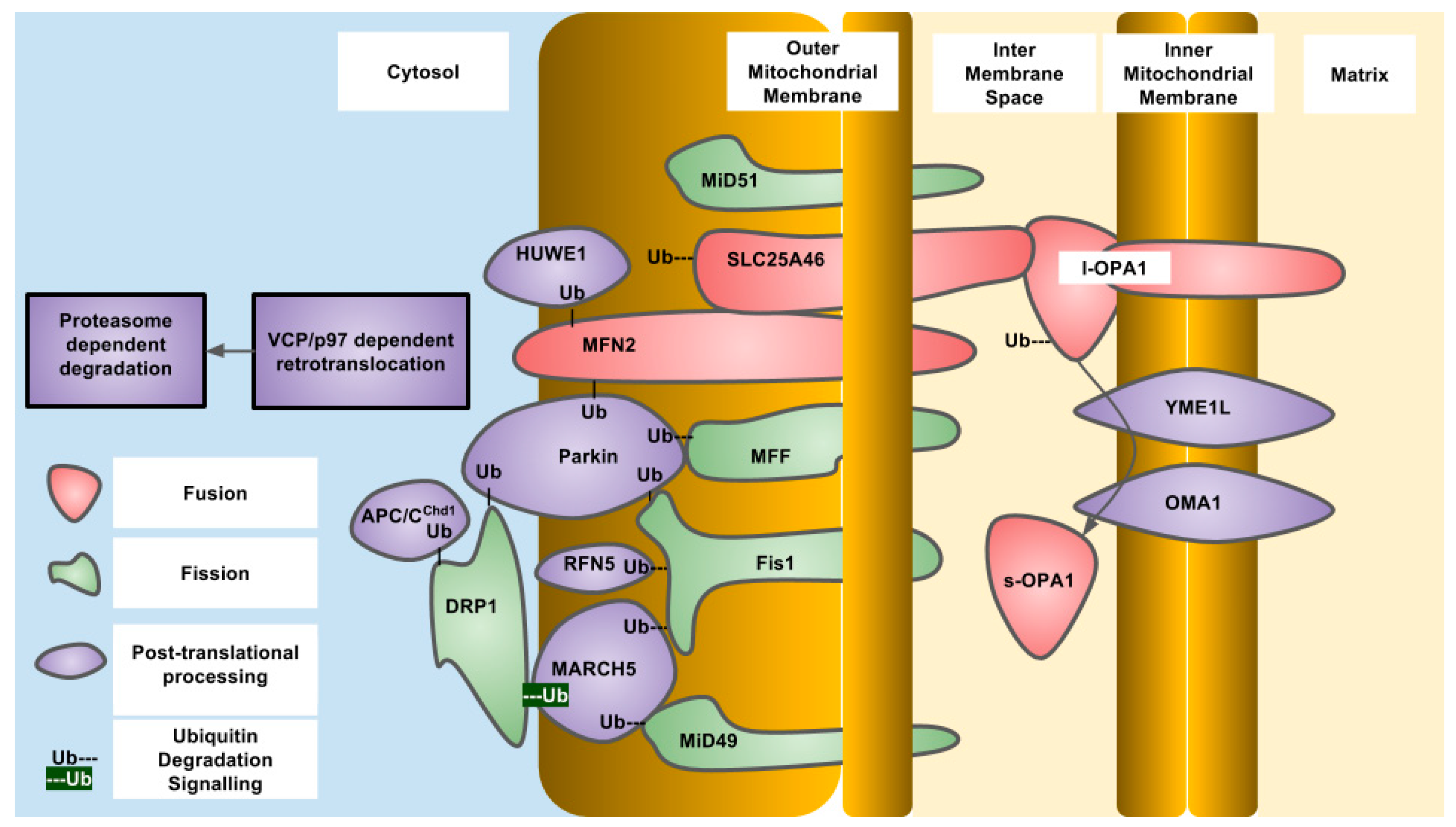 Antioxidants 07 00015 g001 Antioxidants 07 00015 g001