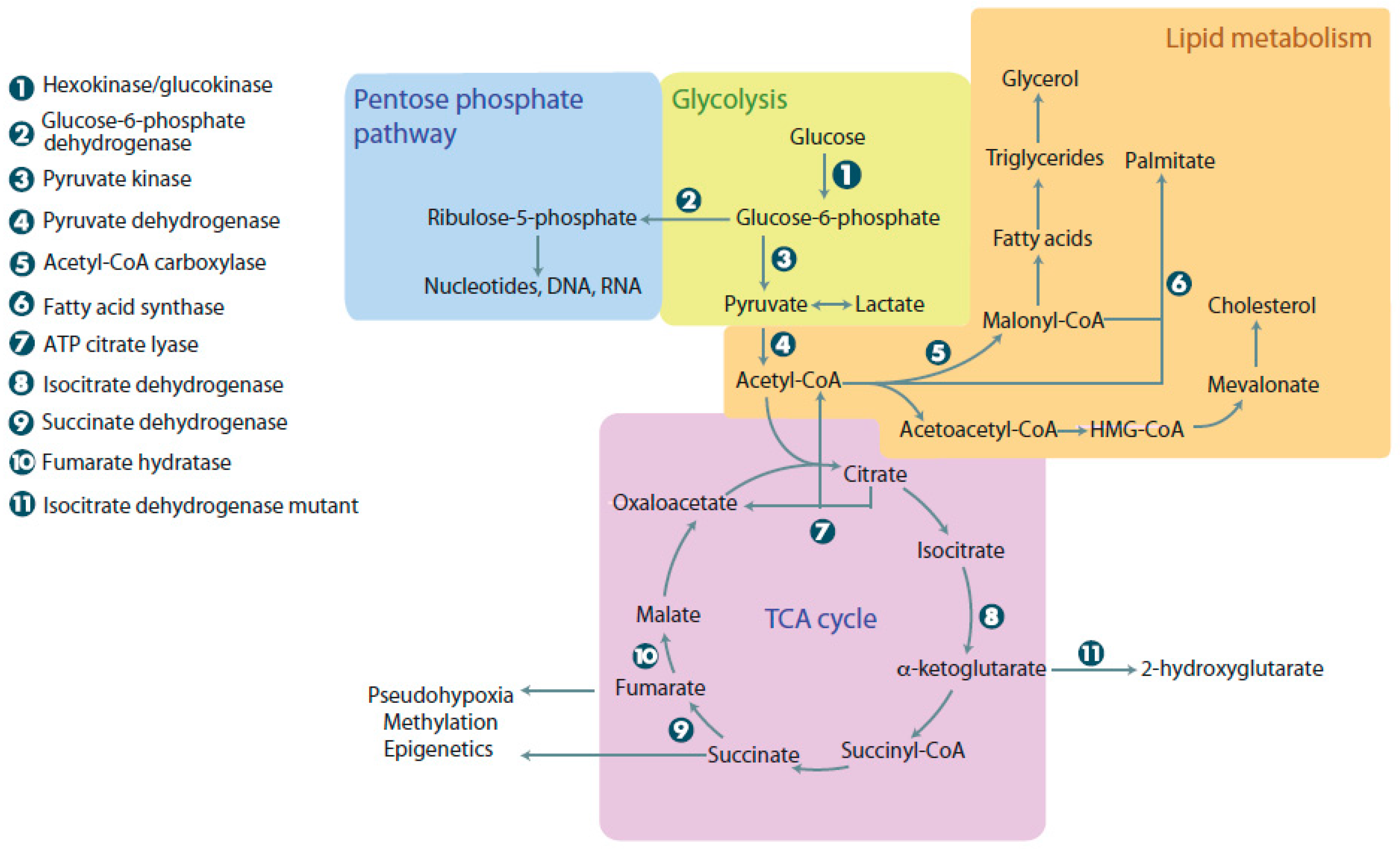 Antioxidants 07 00016 g001