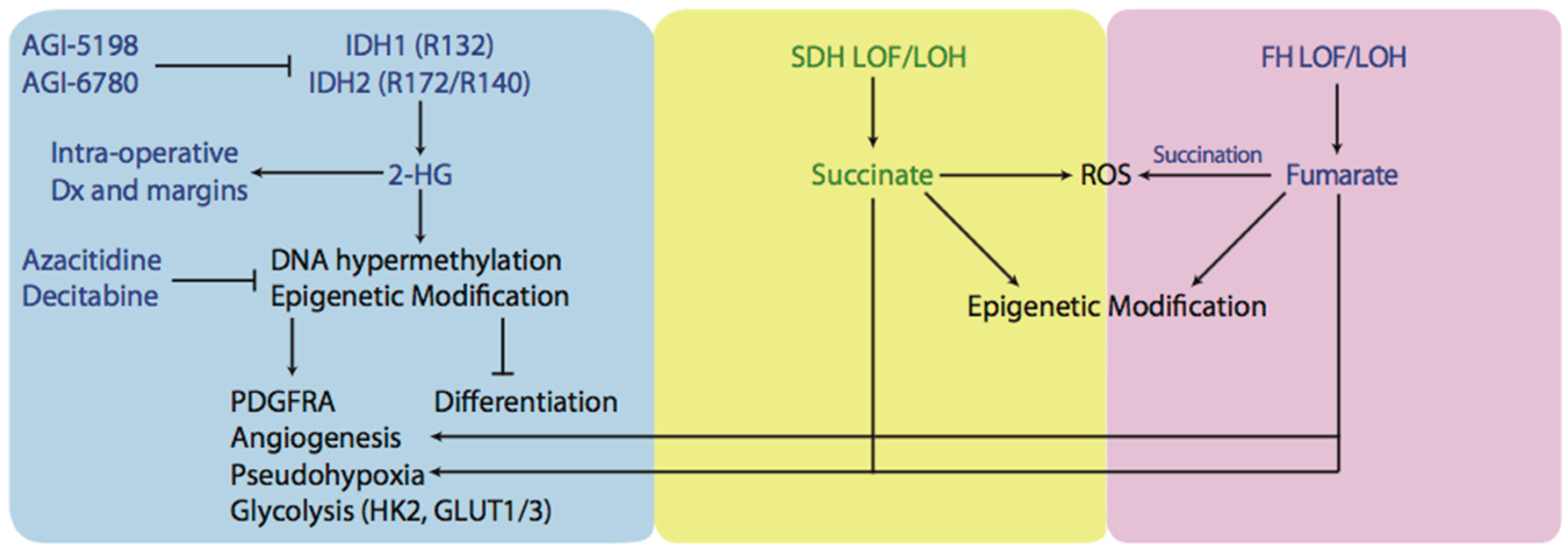 Antioxidants 07 00016 g002