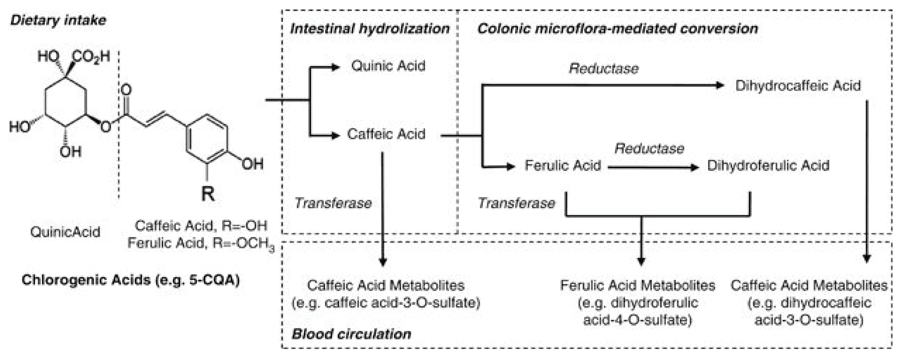 Antioxidants 07 00026 g003