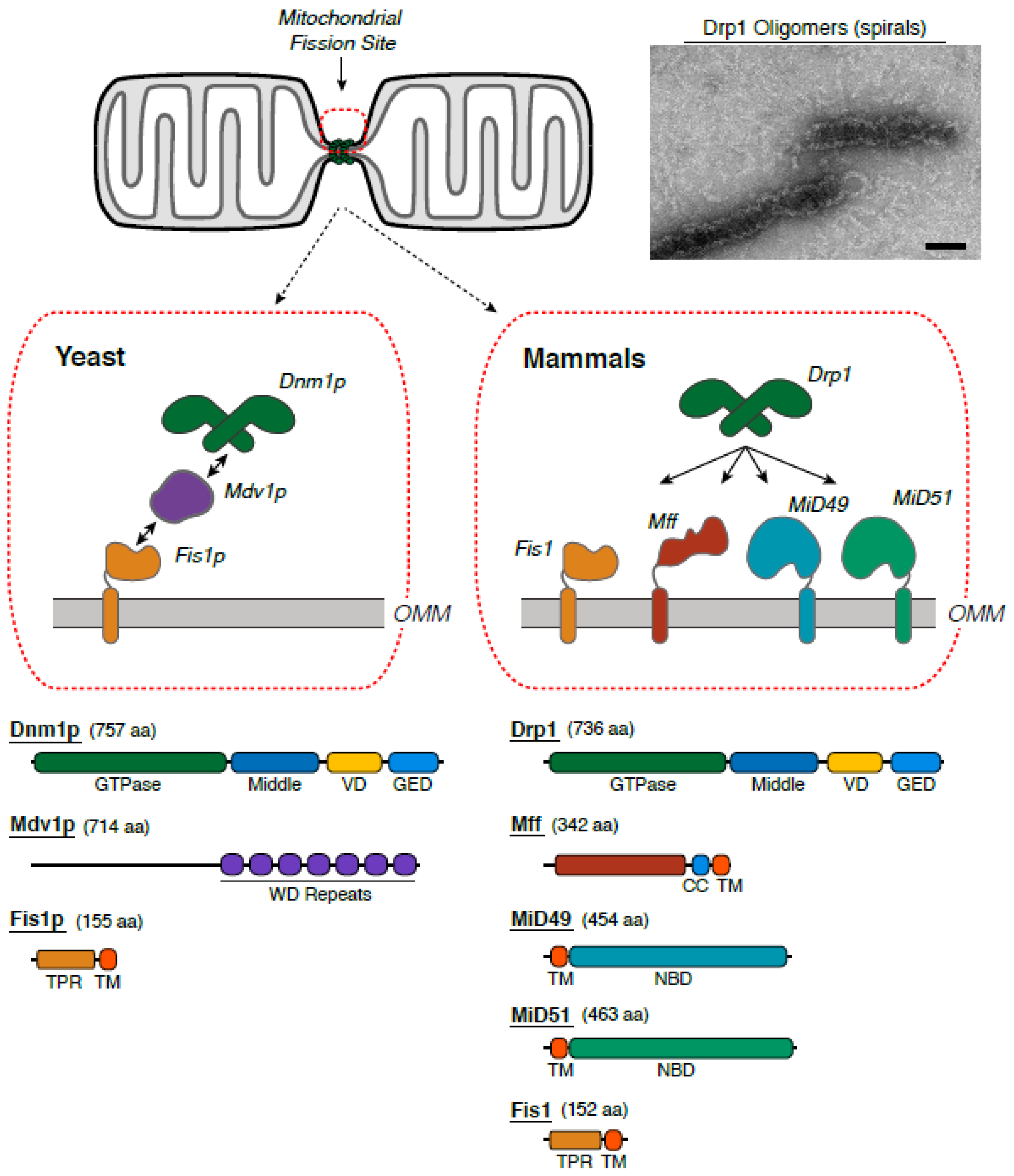 Antioxidants 07 00030 g002