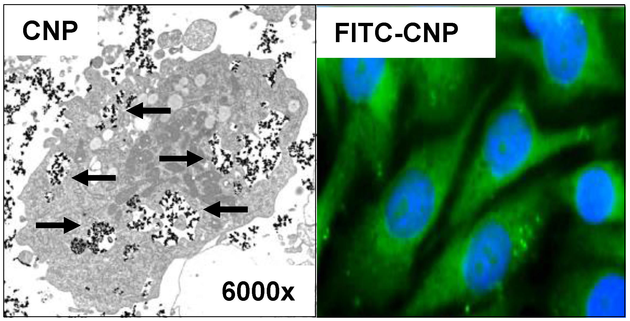 Antioxidants 07 00031 g001
