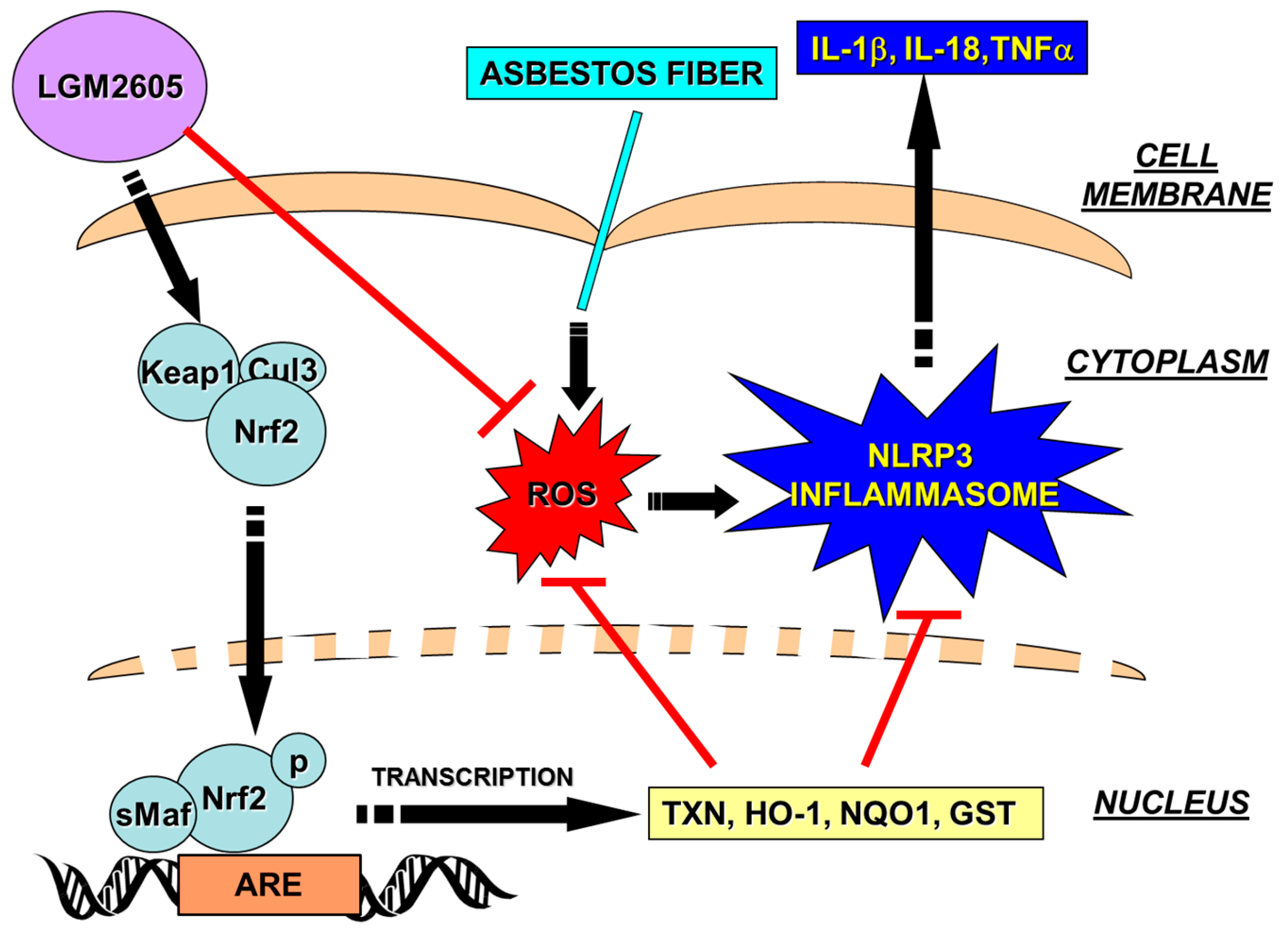 Antioxidants 07 00038 g008