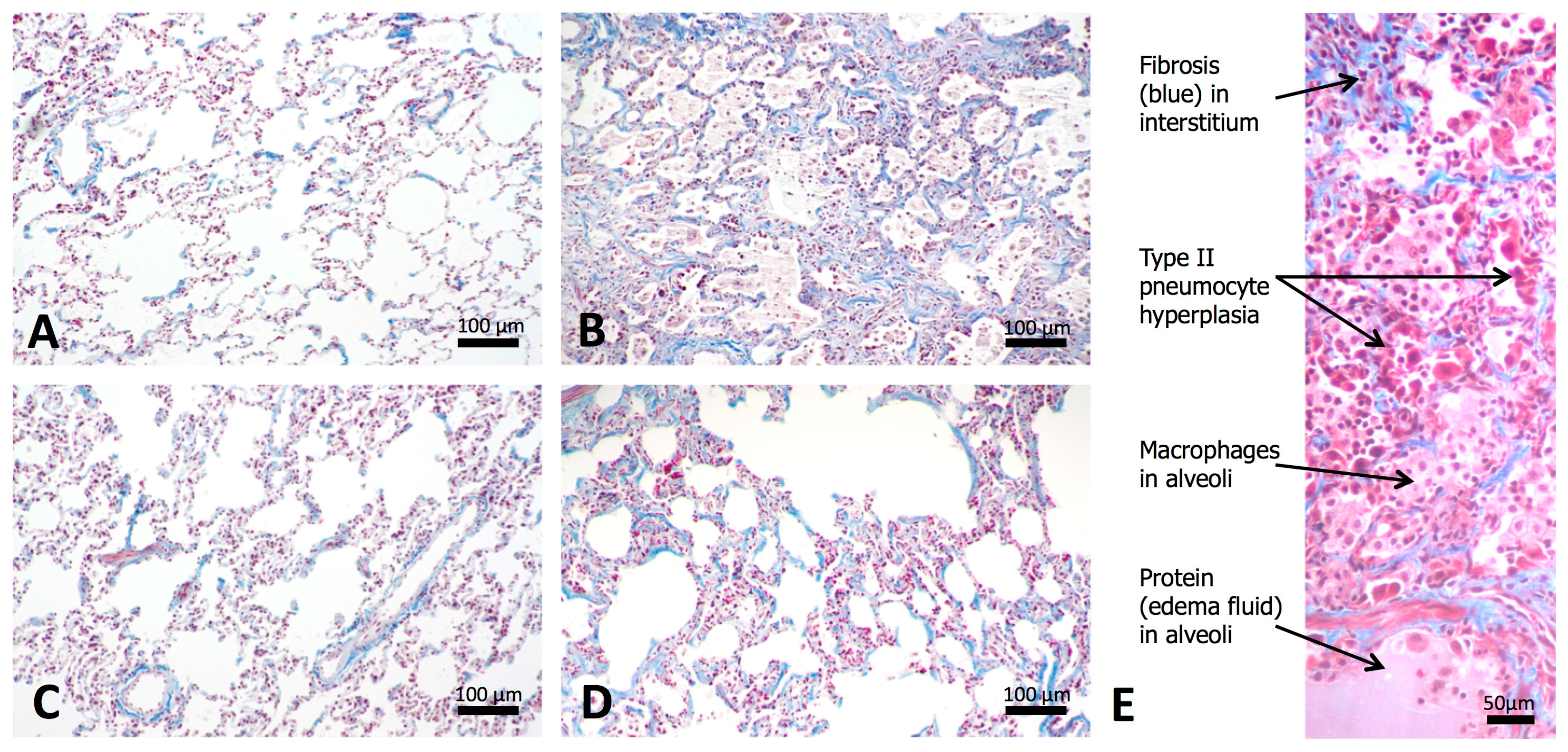 Antioxidants 07 00040 g007