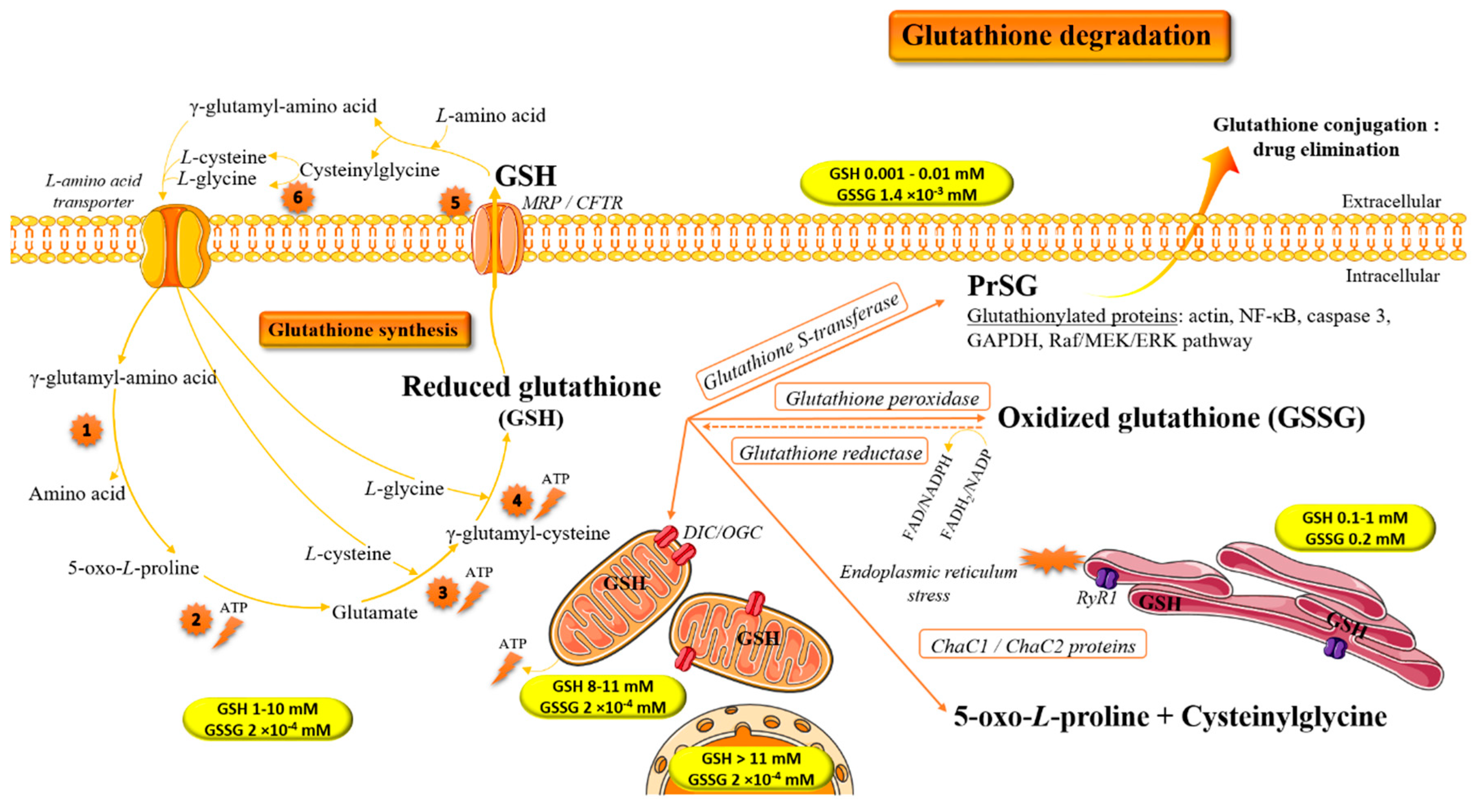 Antioxidants 07 00062 g002