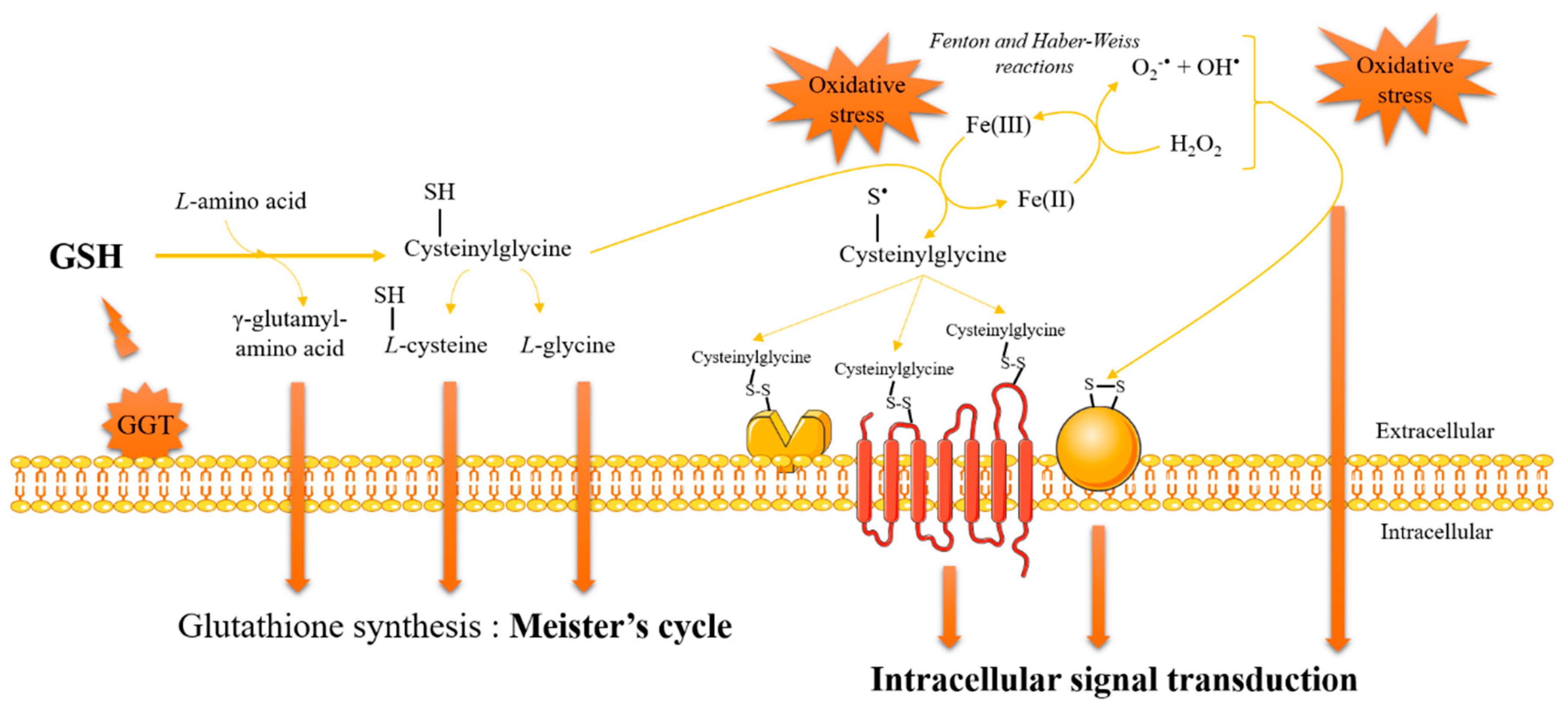 Antioxidants 07 00062 g003