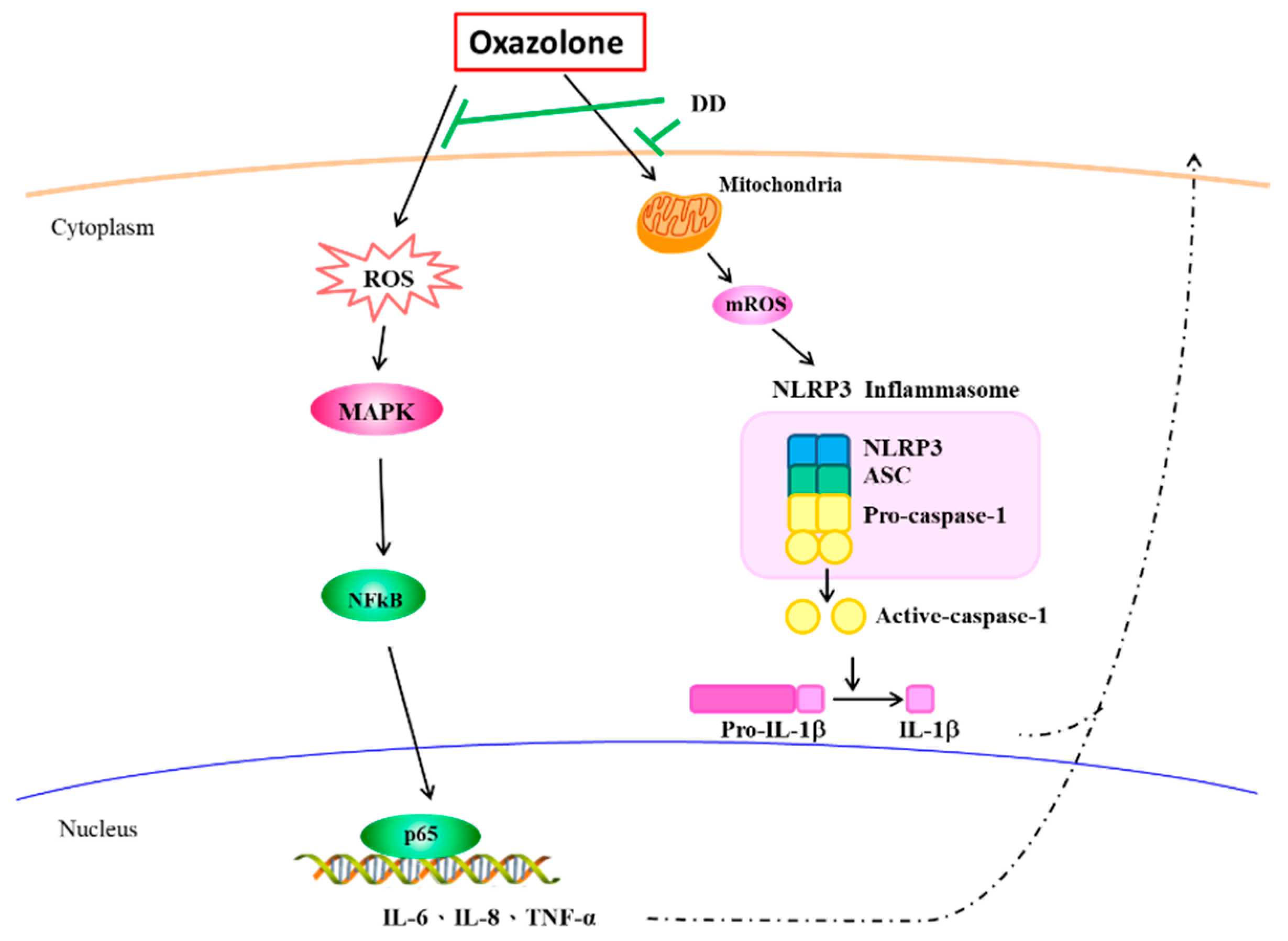 Antioxidants 07 00077 g005
