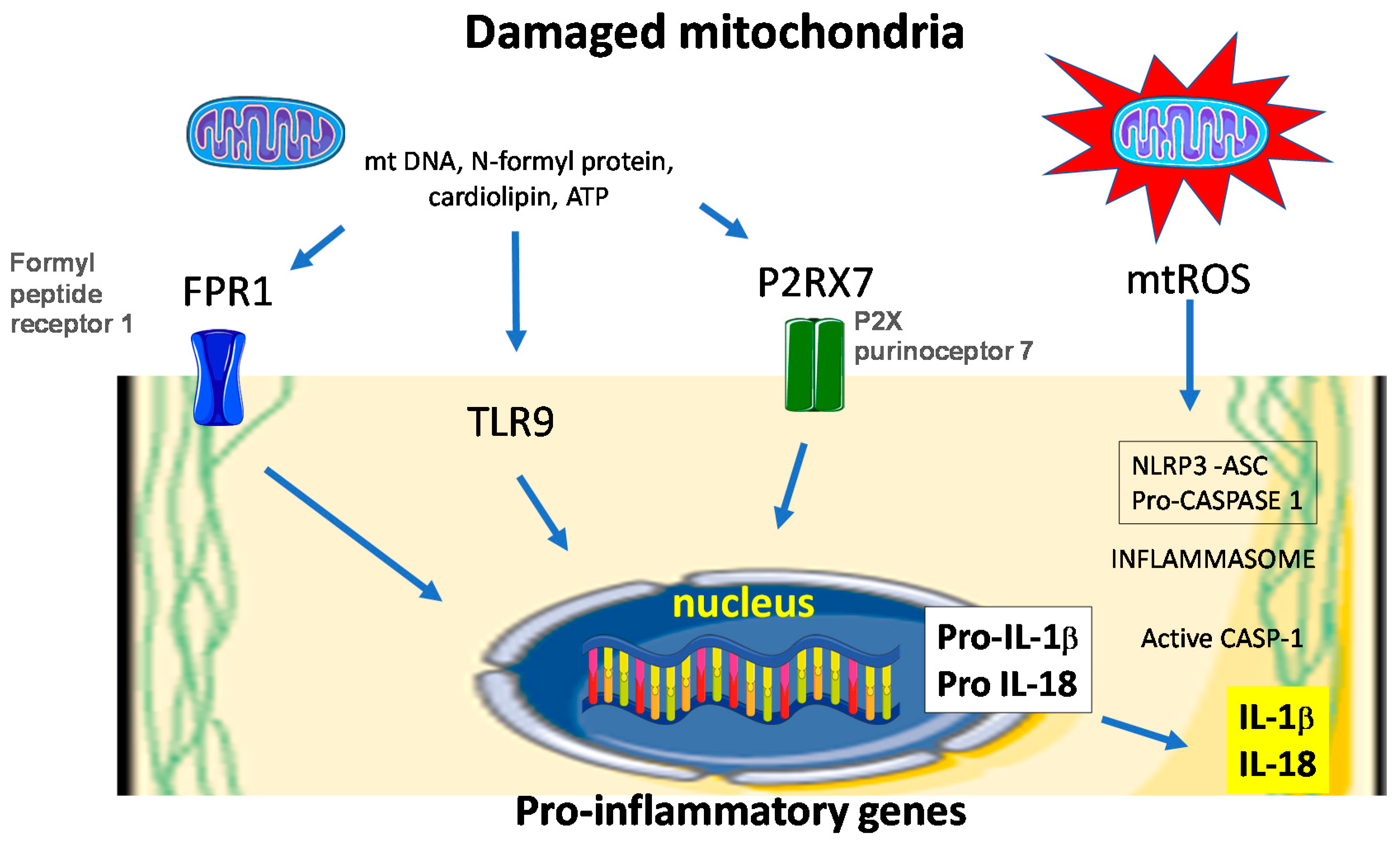 Antioxidants 07 00098 g003