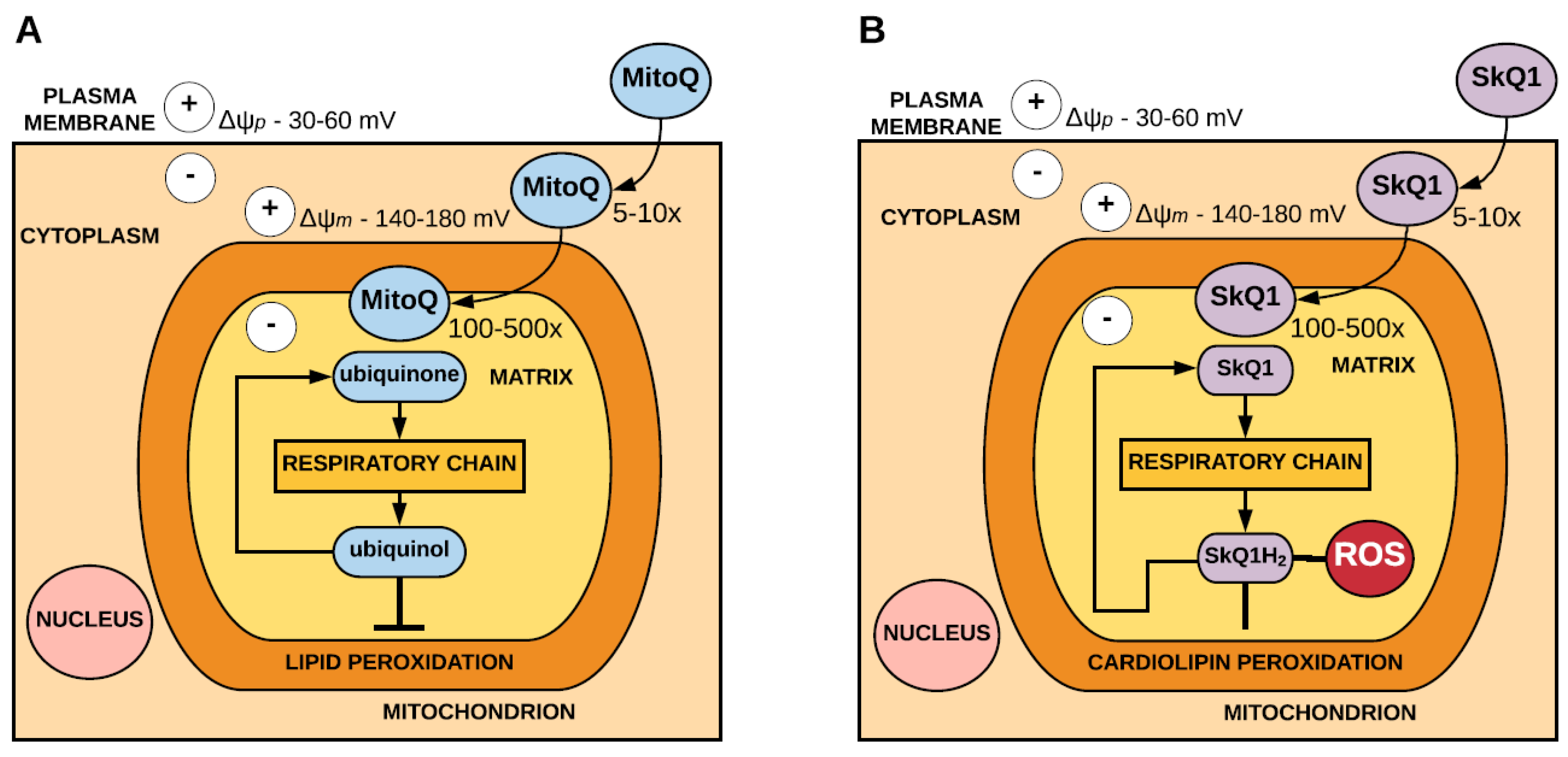 Antioxidants 07 00107 g001