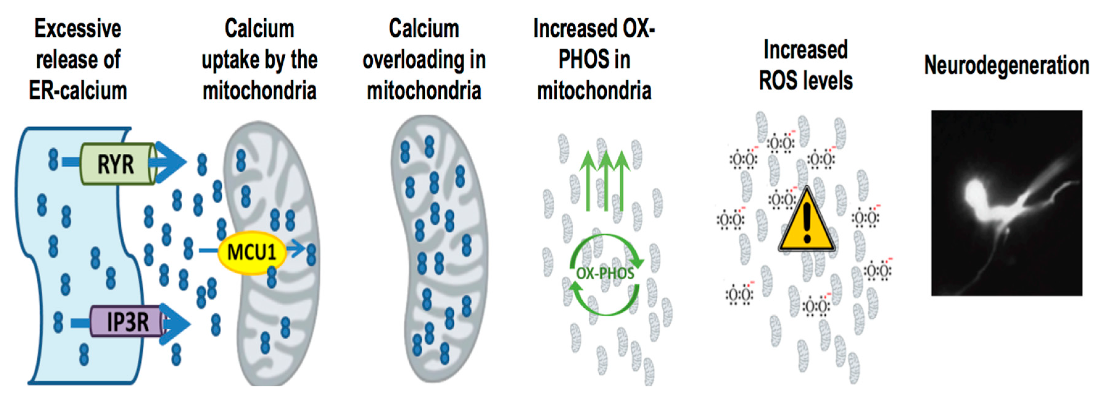 Antioxidants 07 00111 g002 Antioxidants 07 00111 g002