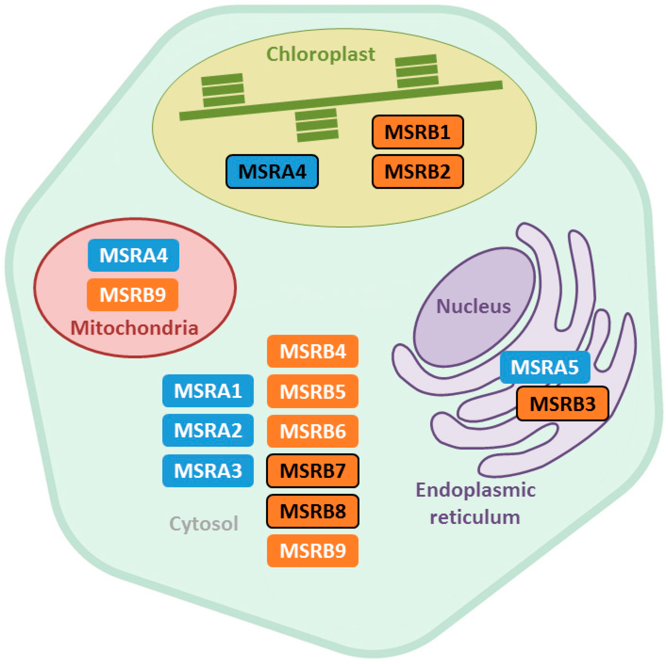 Antioxidants 07 00114 g002
