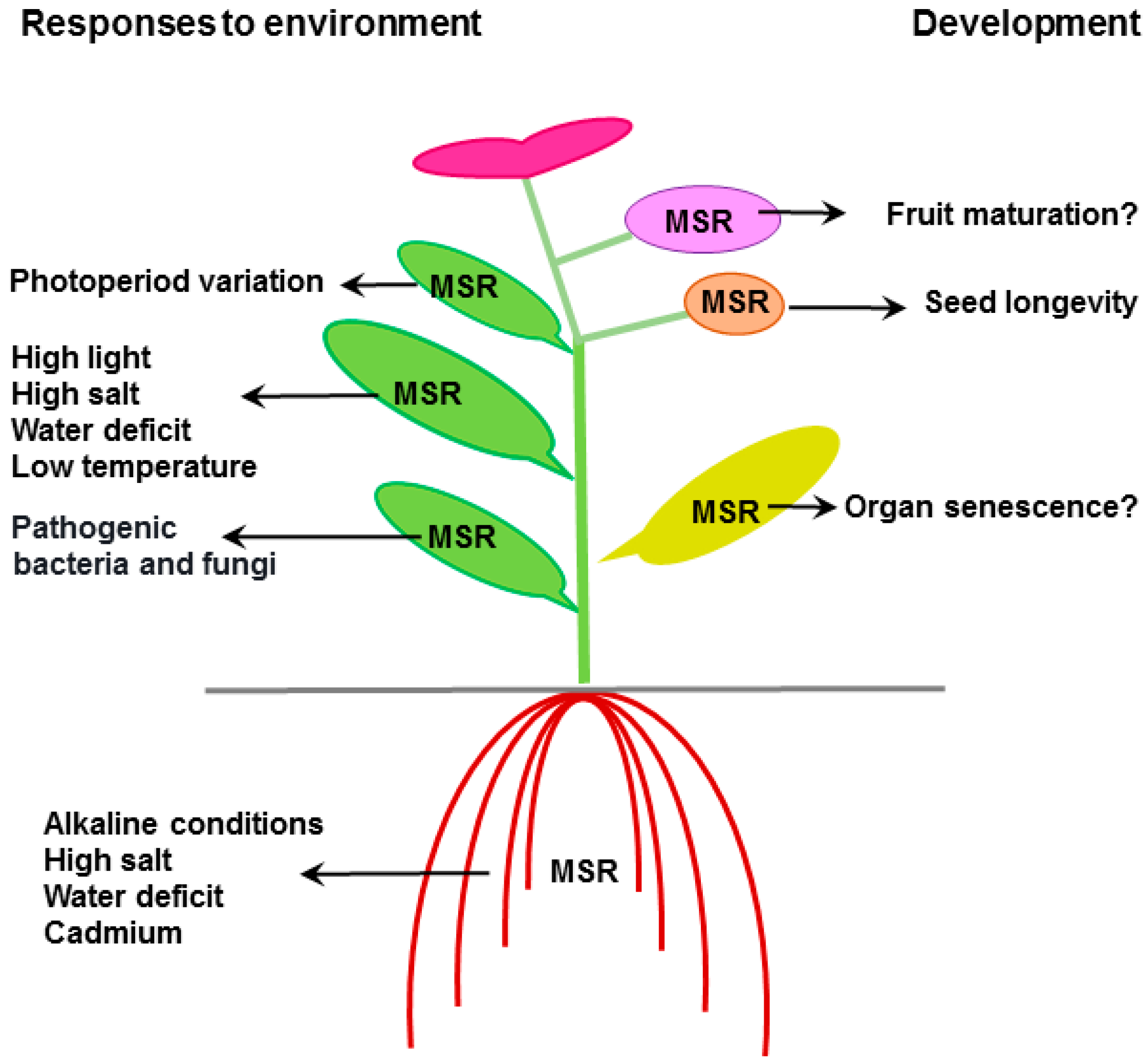 Antioxidants 07 00114 g003