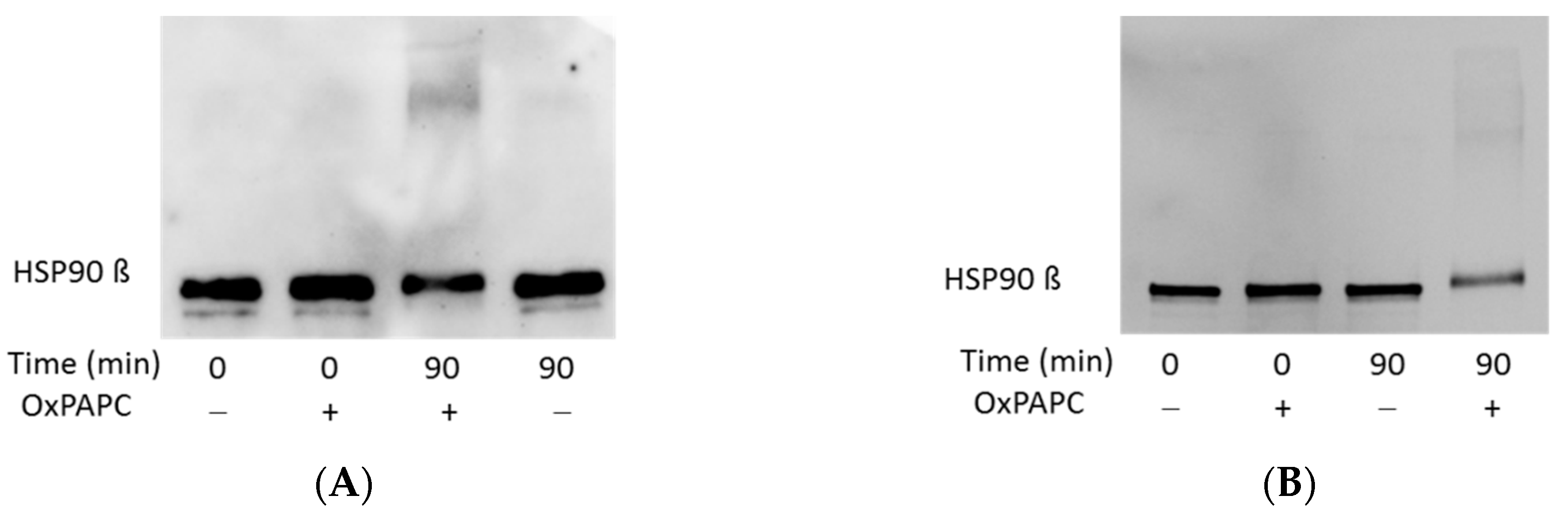 Antioxidants 07 00116 g009