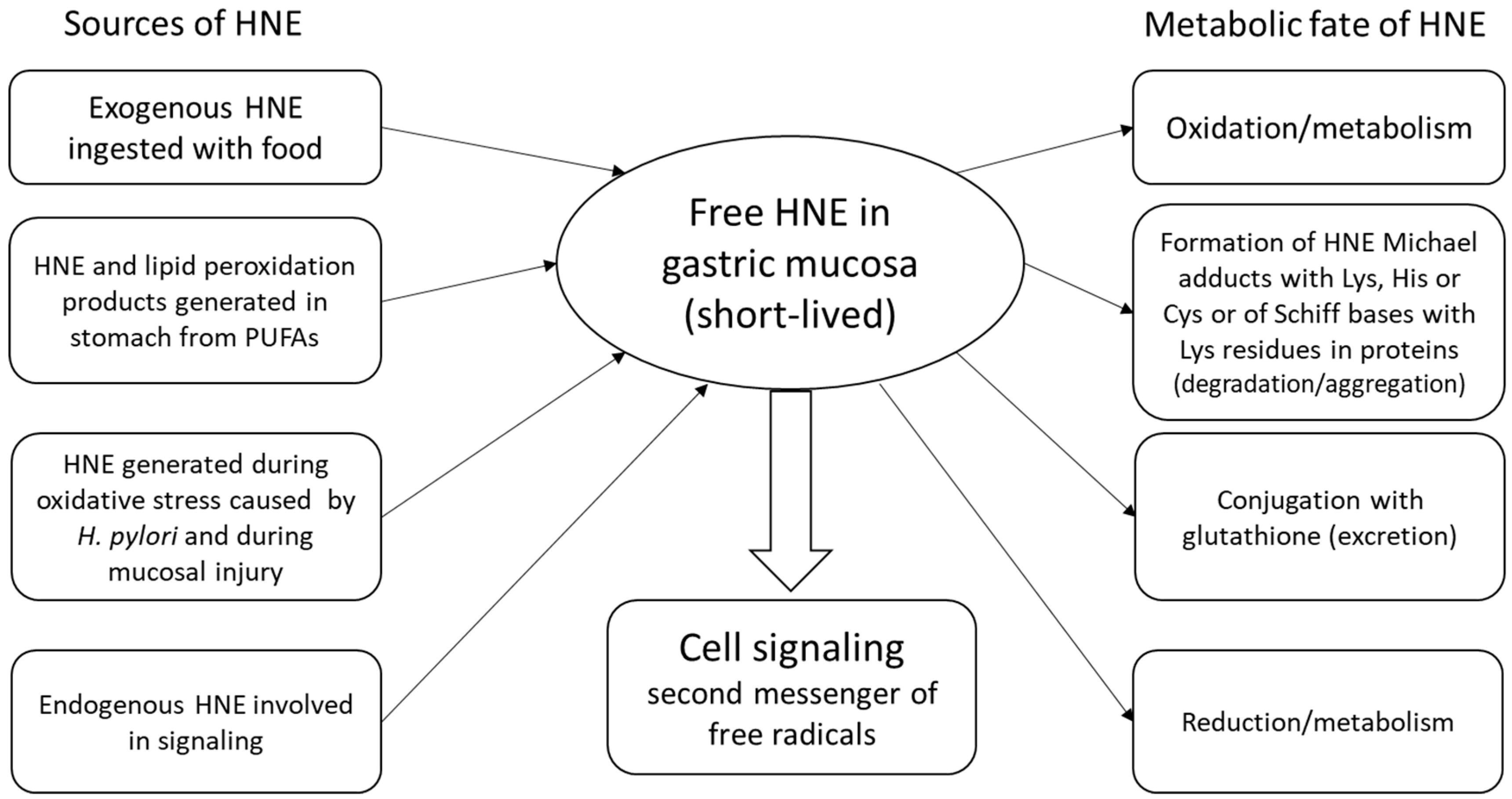 Antioxidants 07 00118 g001 Antioxidants 07 00118 g001
