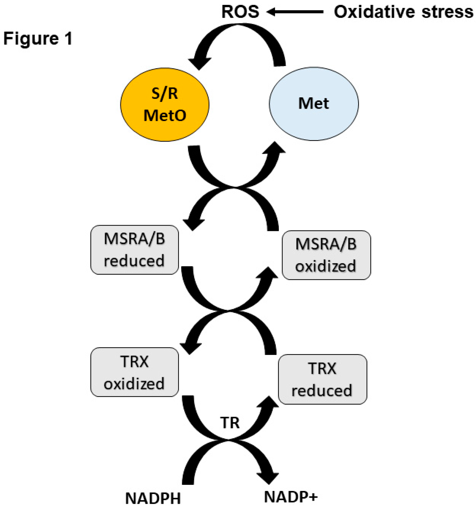 Antioxidants 07 00122 g001