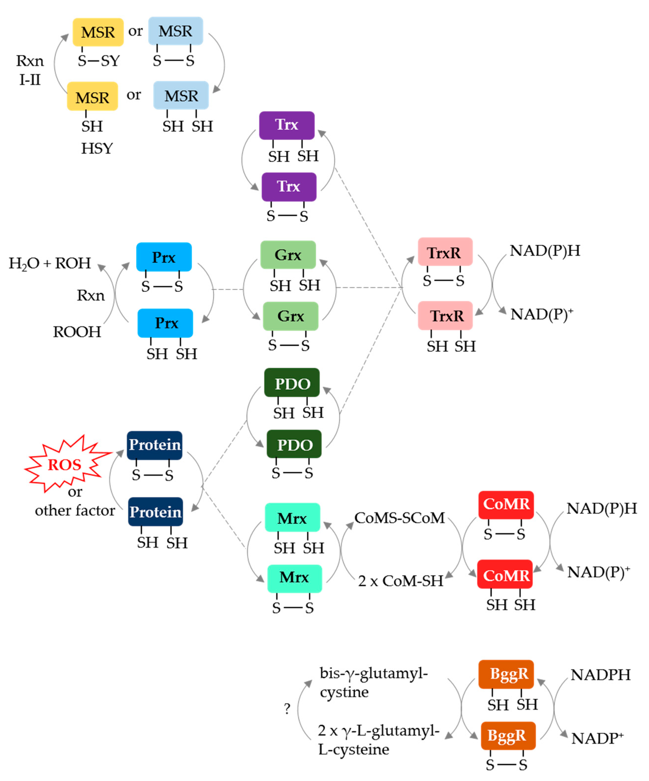 Antioxidants 07 00124 g005