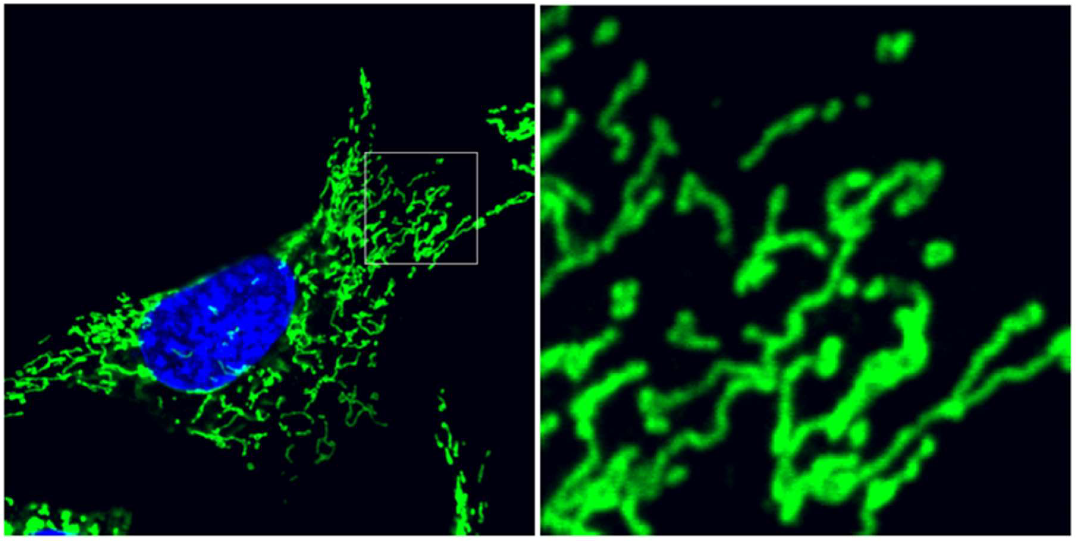 Antioxidants 07 00126 g001