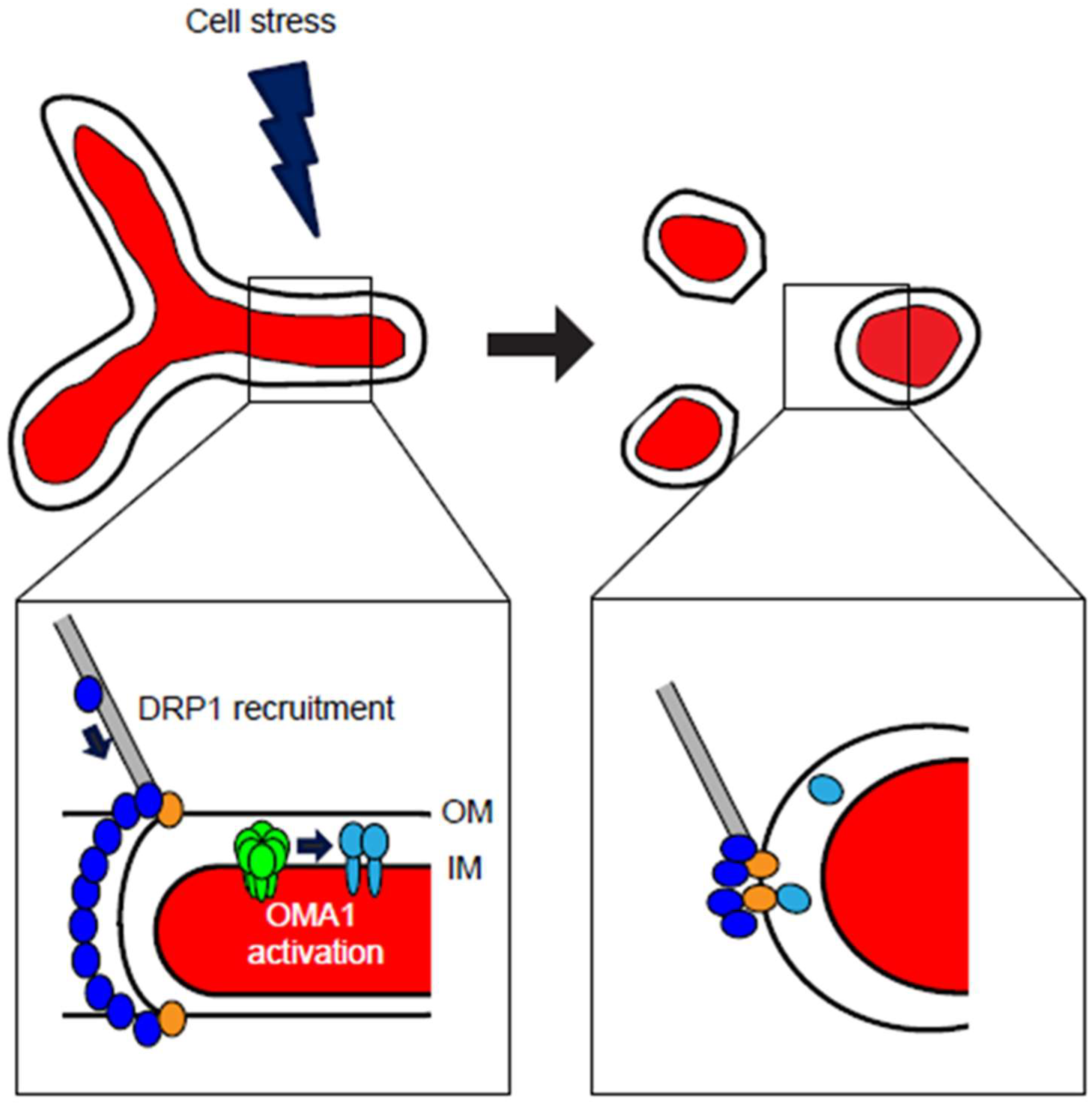 Antioxidants 07 00126 g002