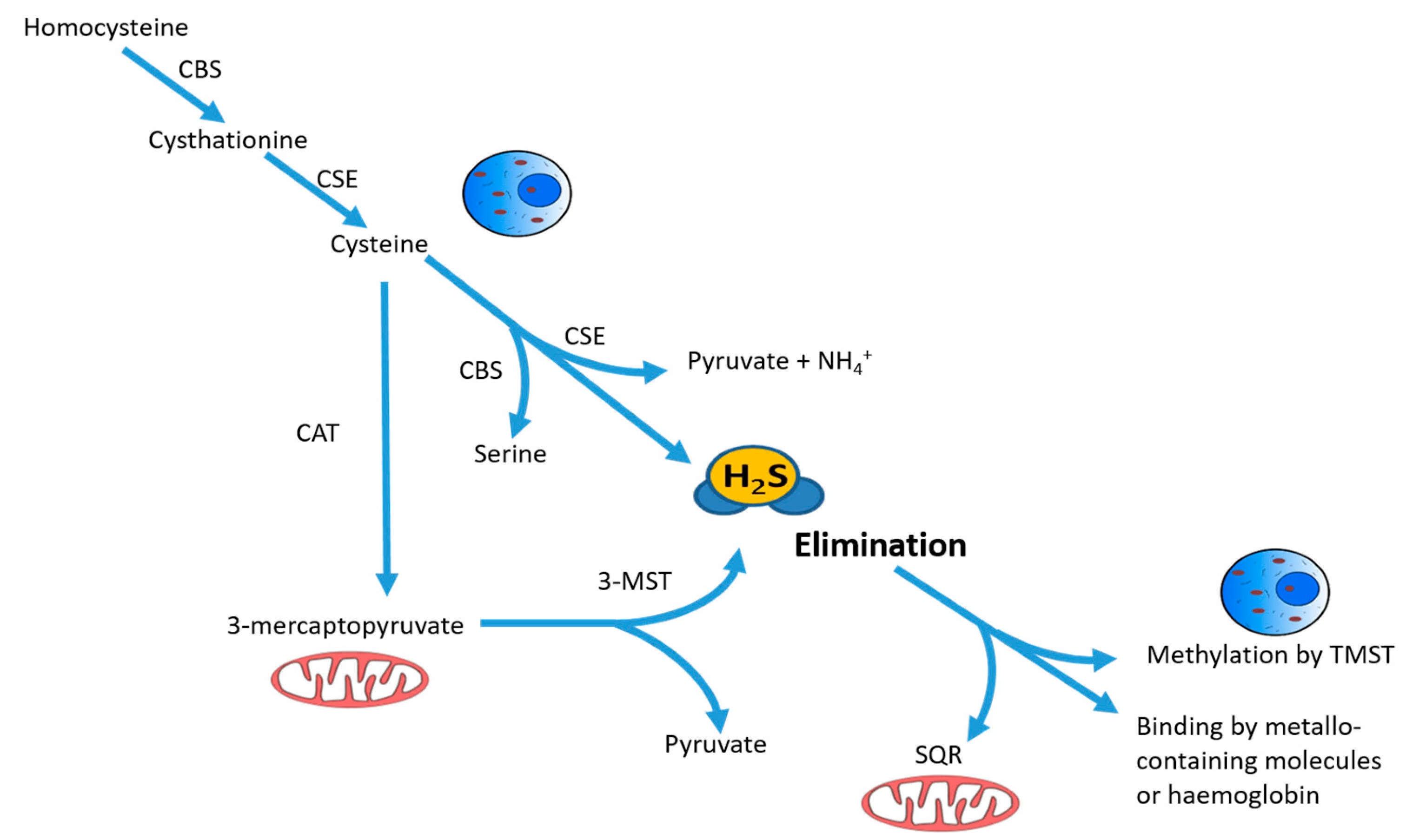 Antioxidants 07 00129 g001
