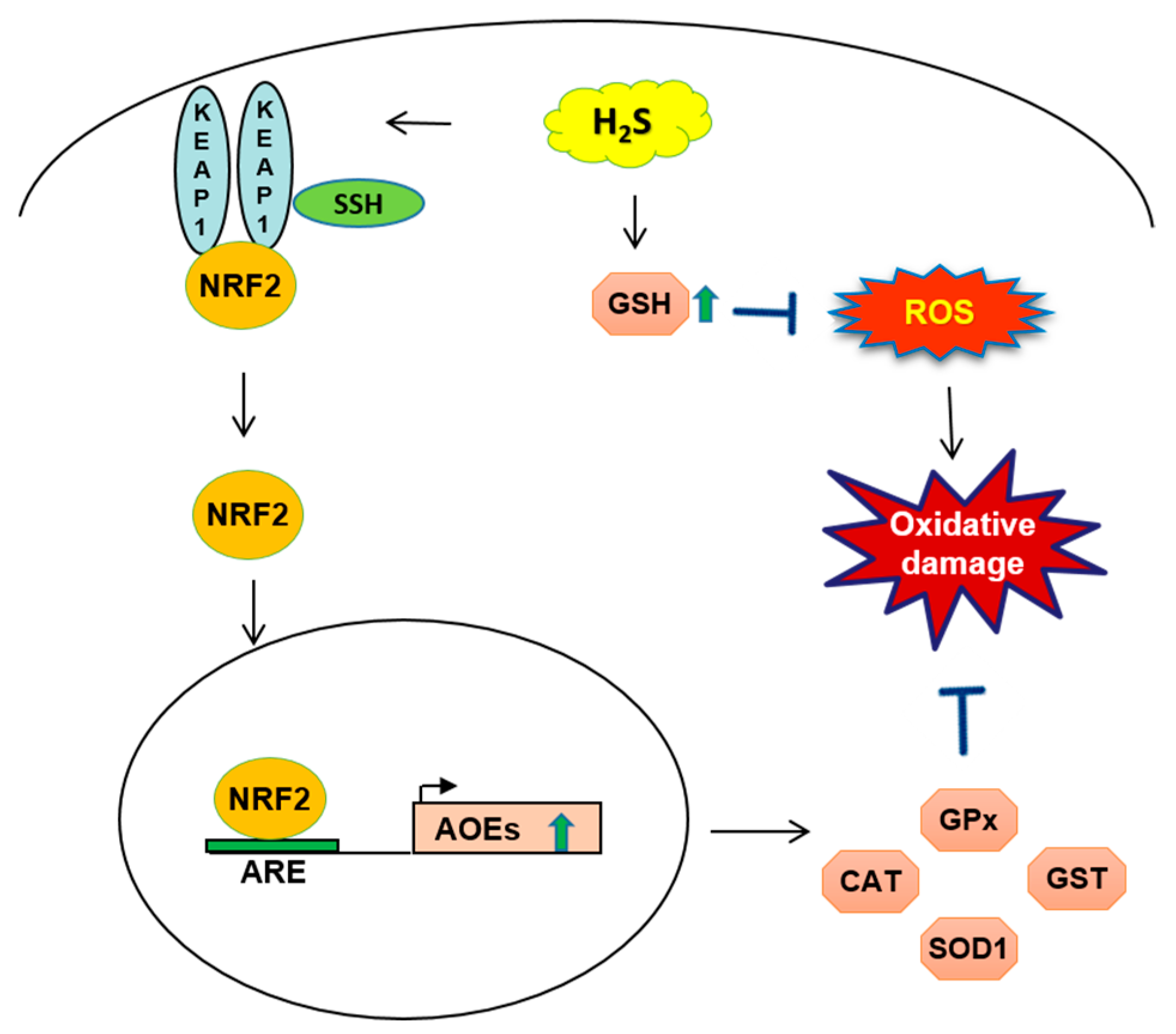 Antioxidants 07 00129 g002