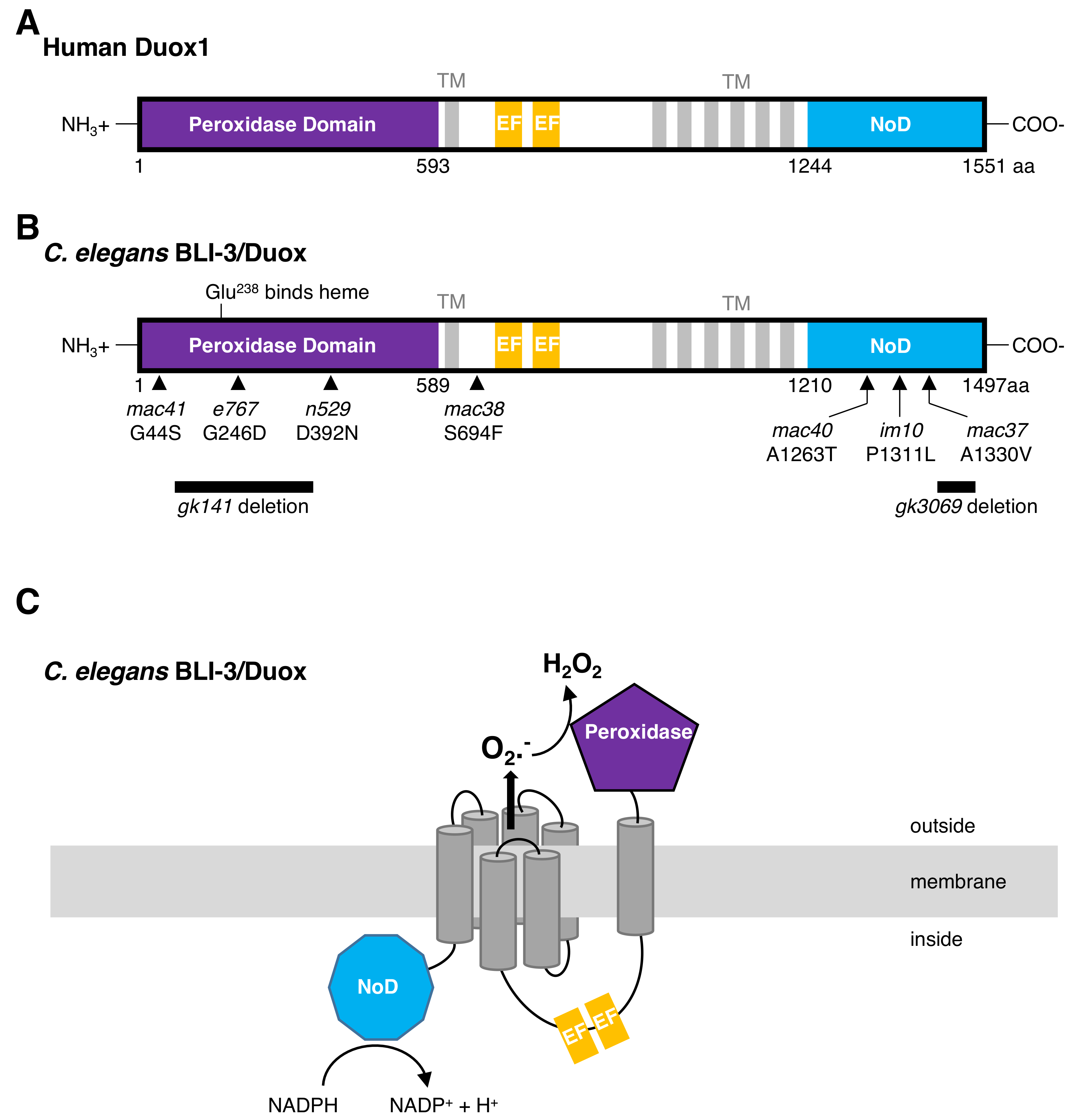 Antioxidants 07 00130 g002