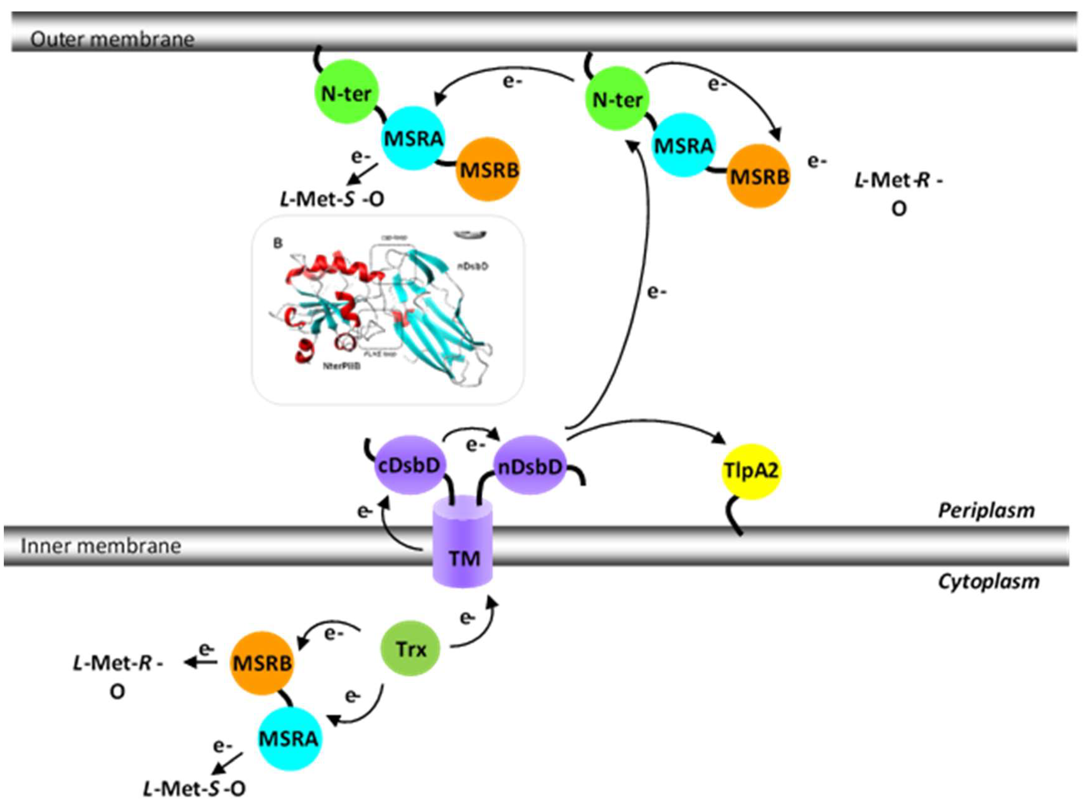 Antioxidants 07 00131 g005