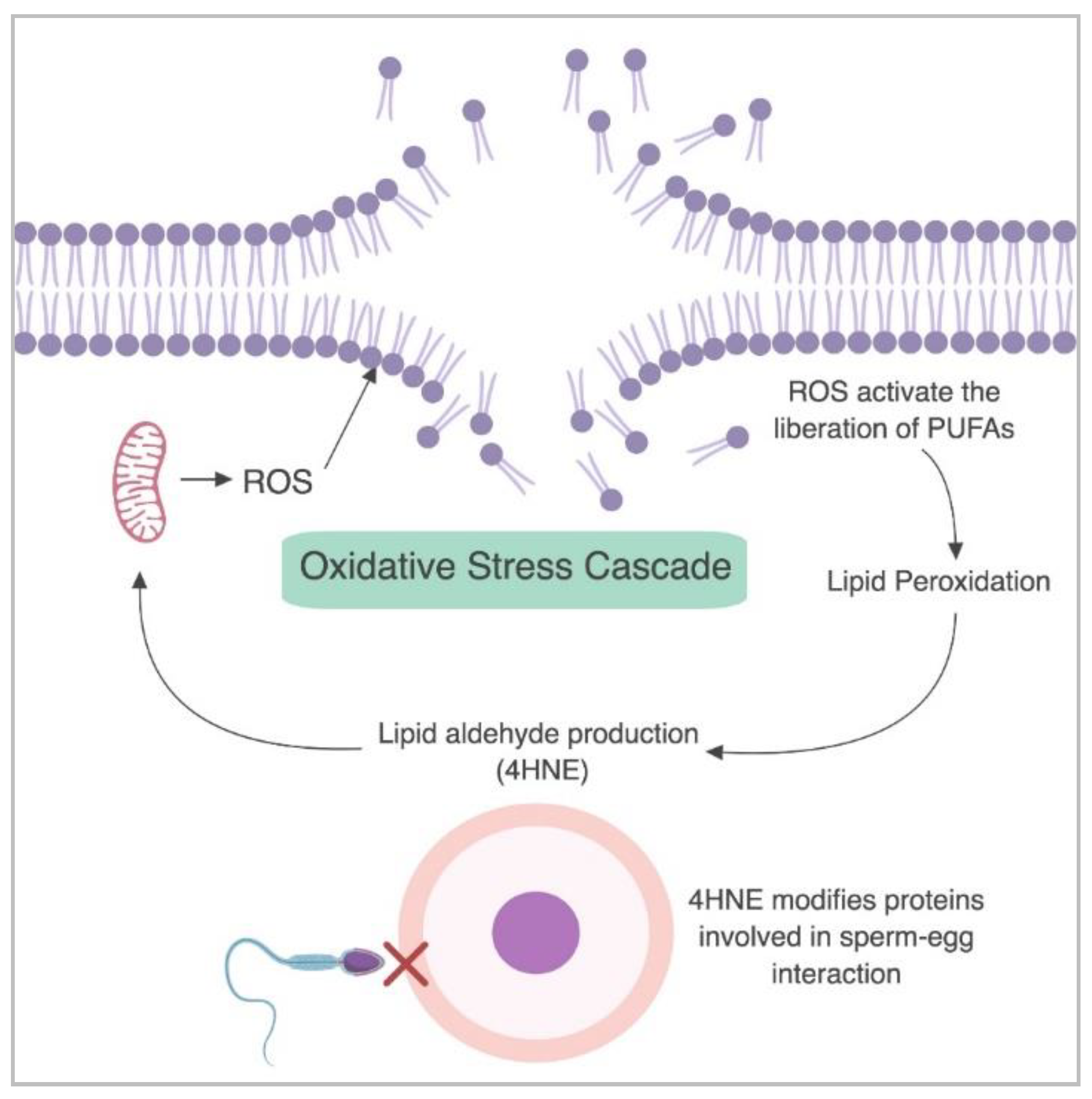 Antioxidants 07 00132 g001