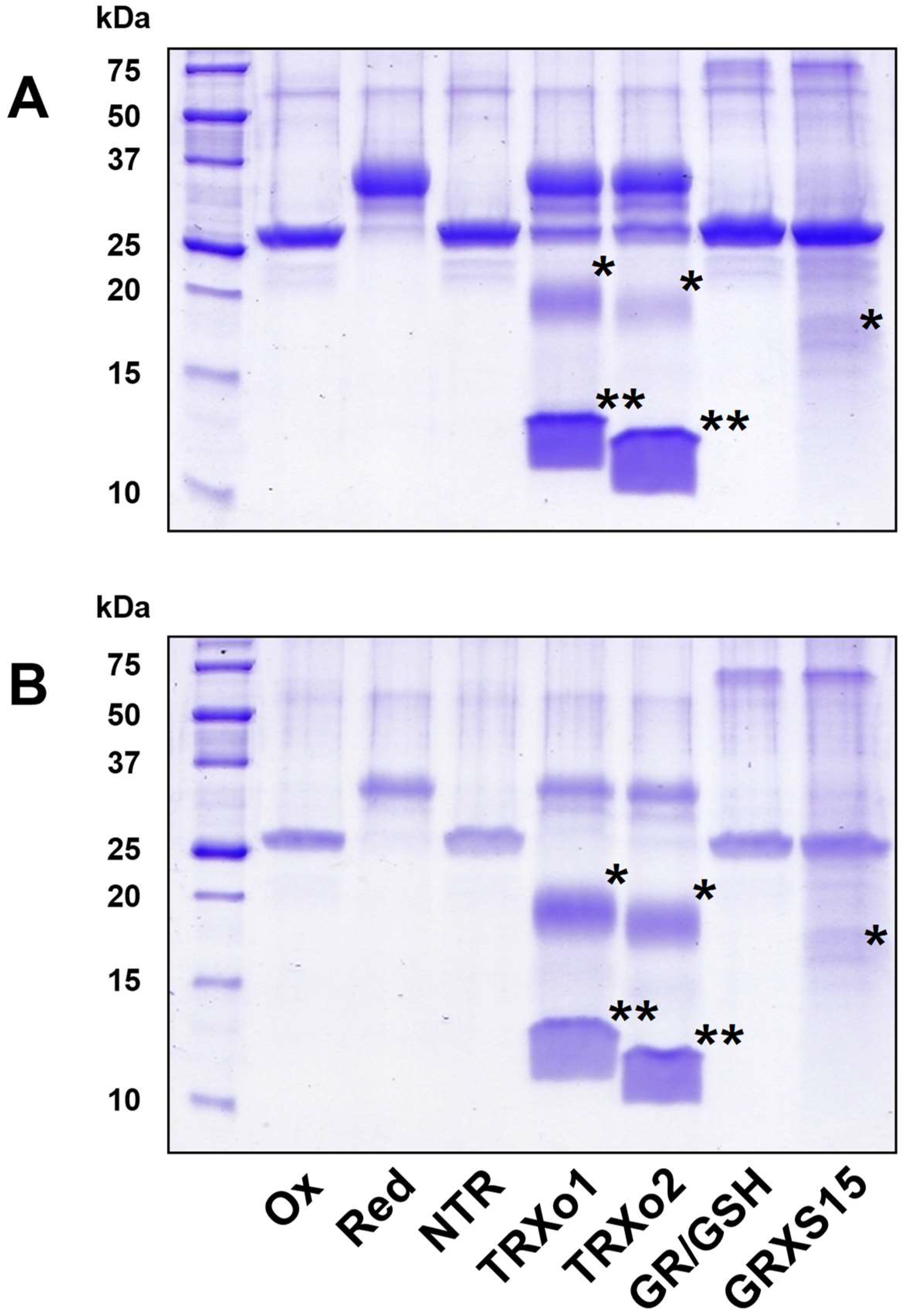 Antioxidants 07 00142 g006 Antioxidants 07 00142 g006