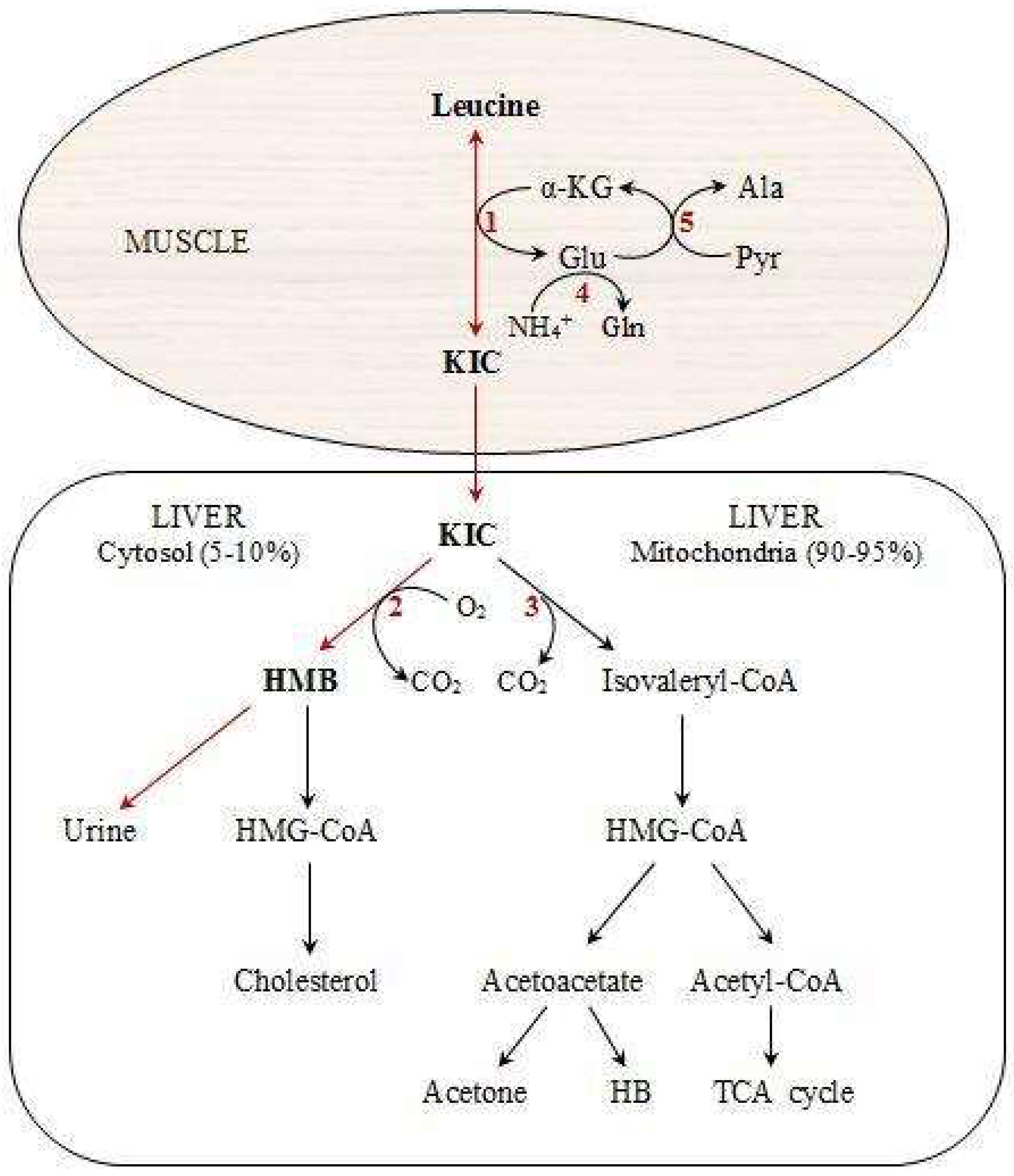 Antioxidants 07 00148 g001