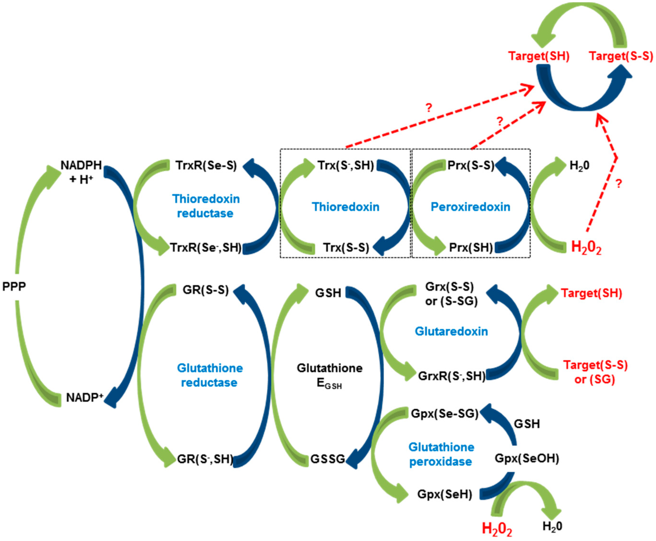 Antioxidants 07 00159 g001