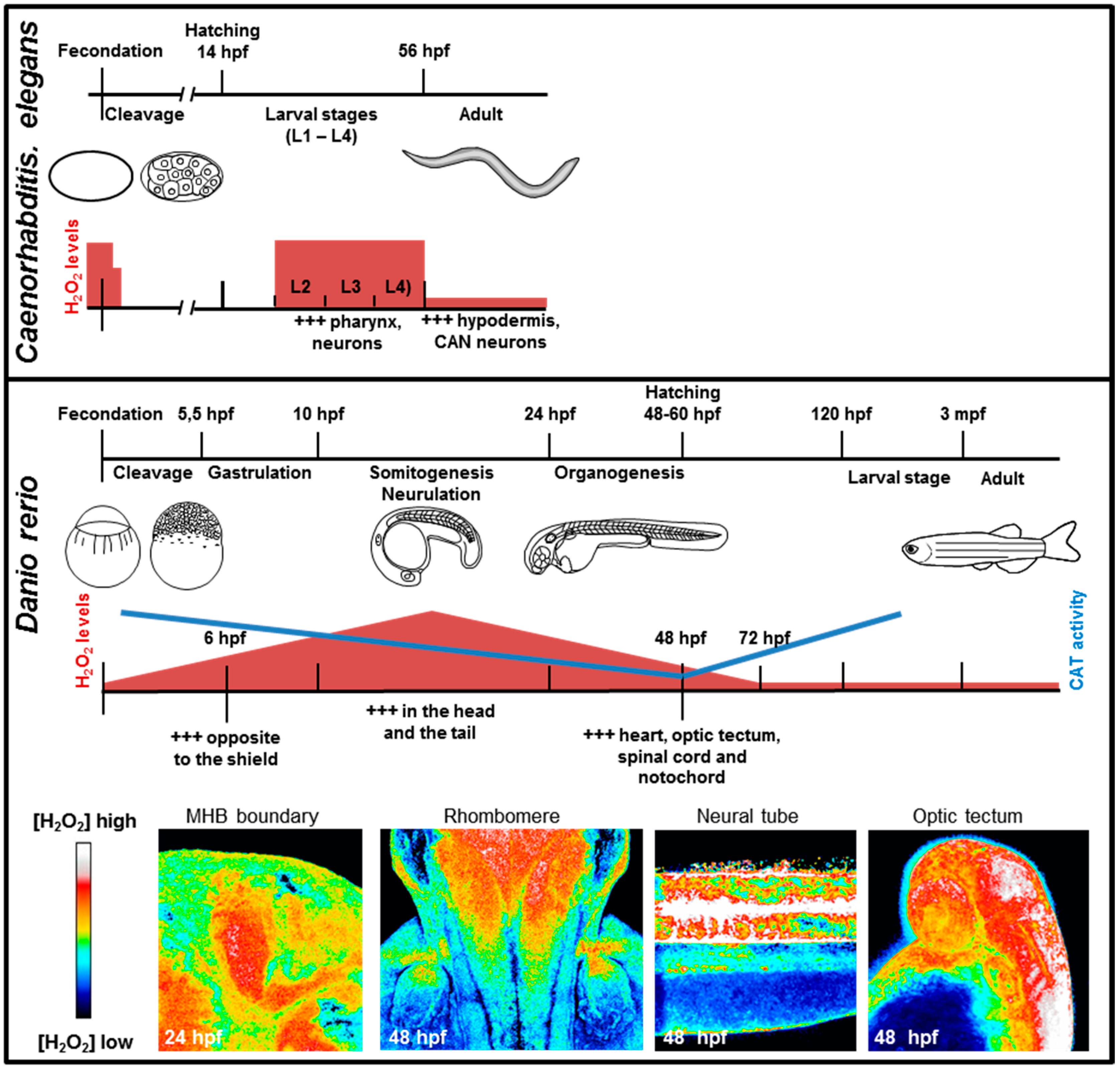 Antioxidants 07 00159 g002