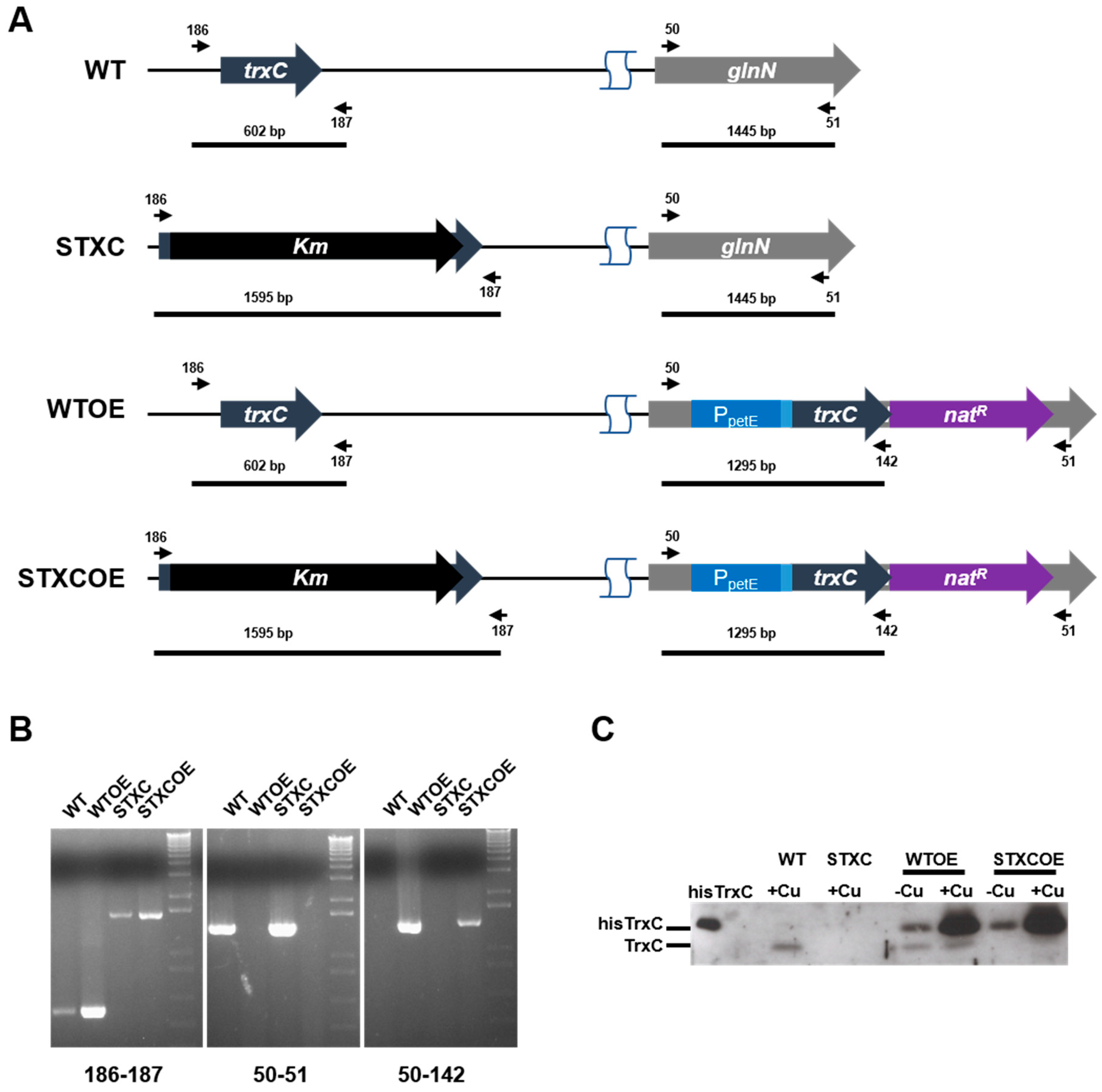 Antioxidants 07 00164 g002