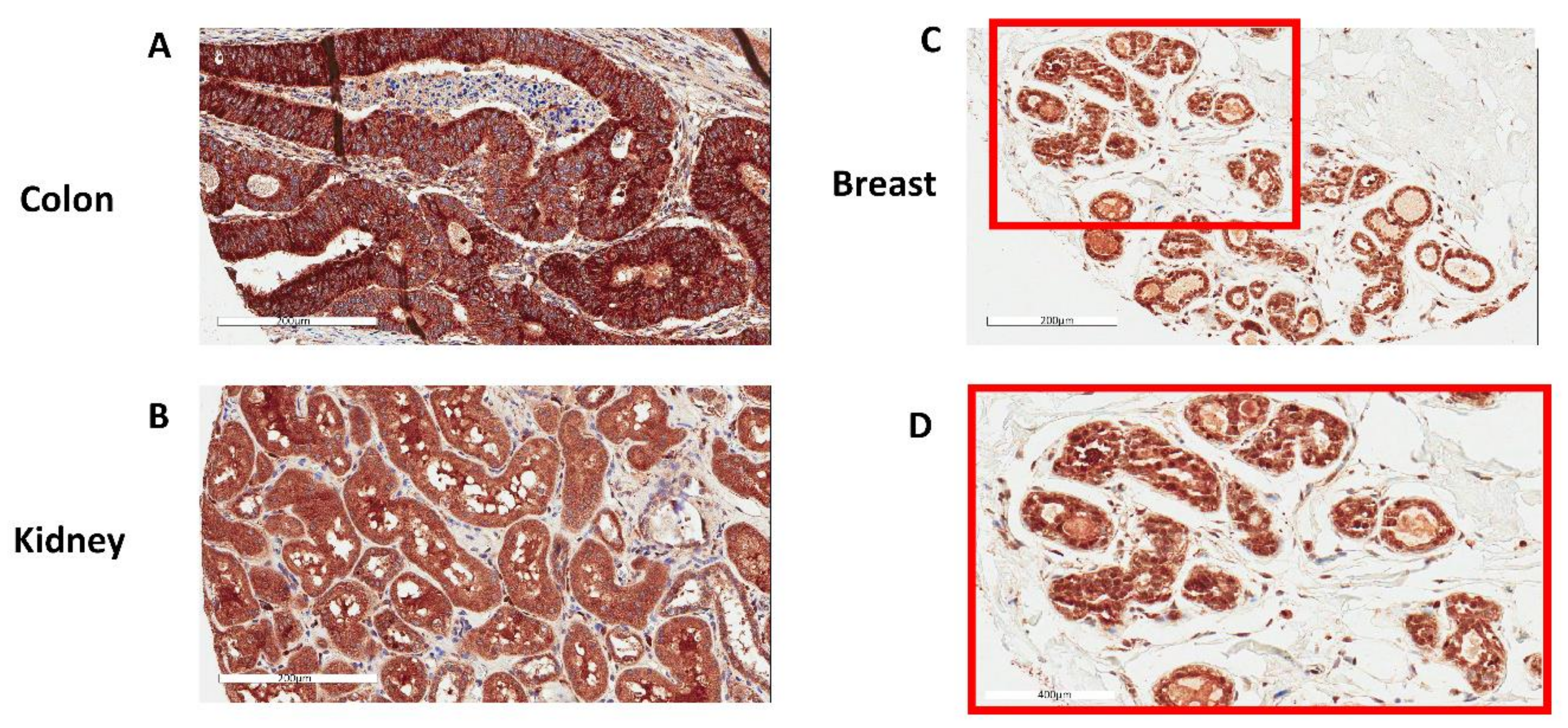 Antioxidants 07 00167 g002