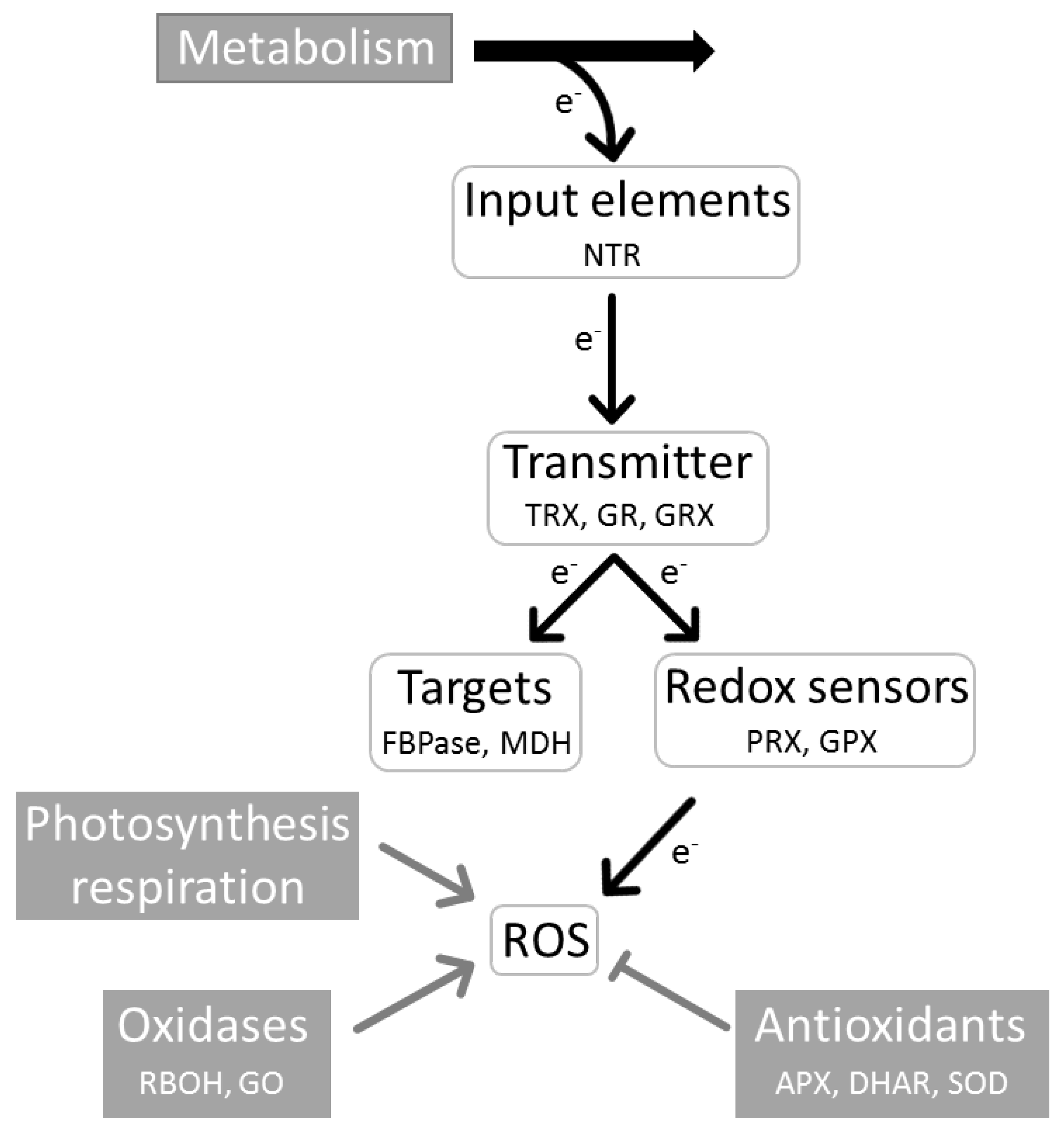 Antioxidants 07 00169 g001