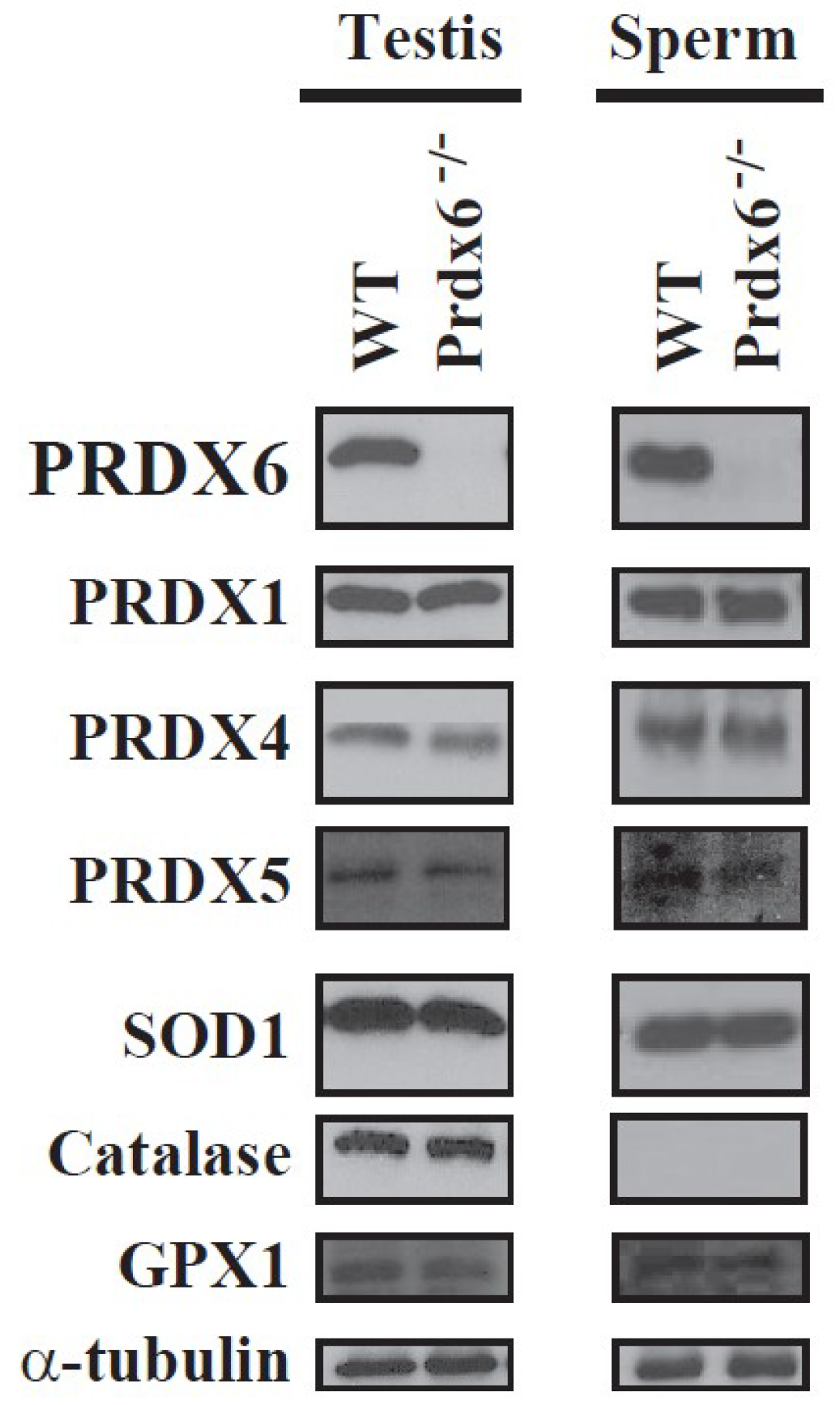 Antioxidants 07 00173 g001