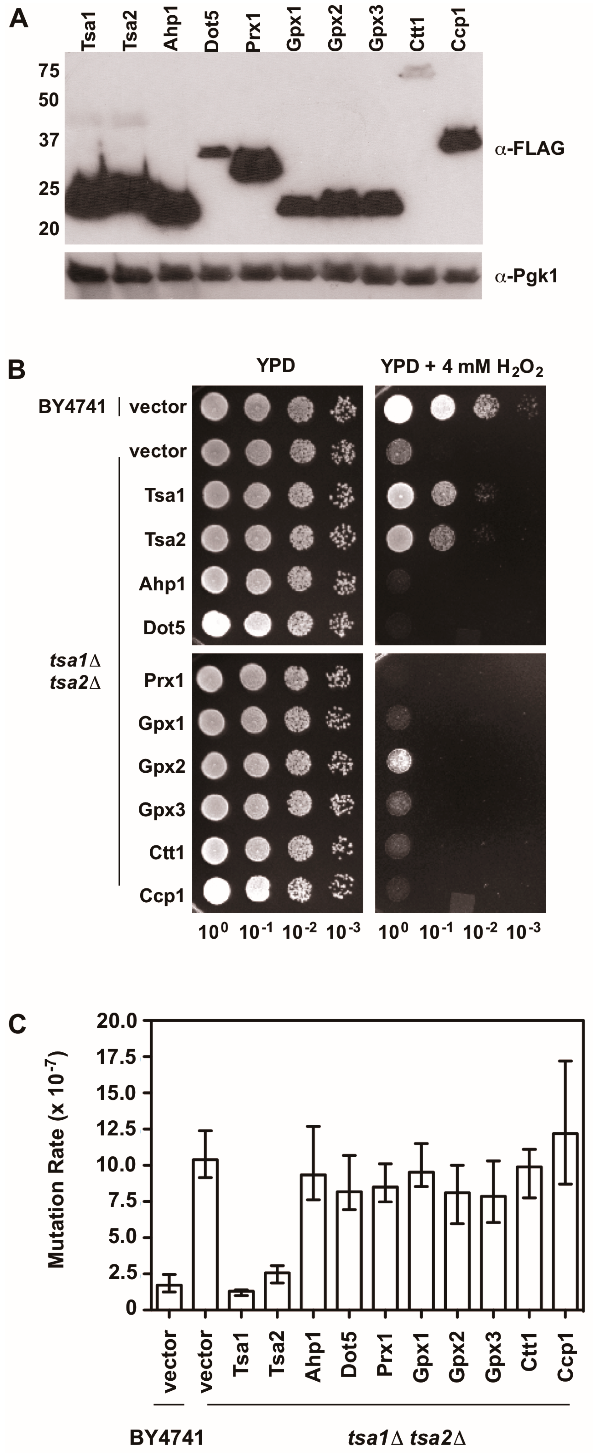 Antioxidants 07 00177 g005 Antioxidants 07 00177 g005