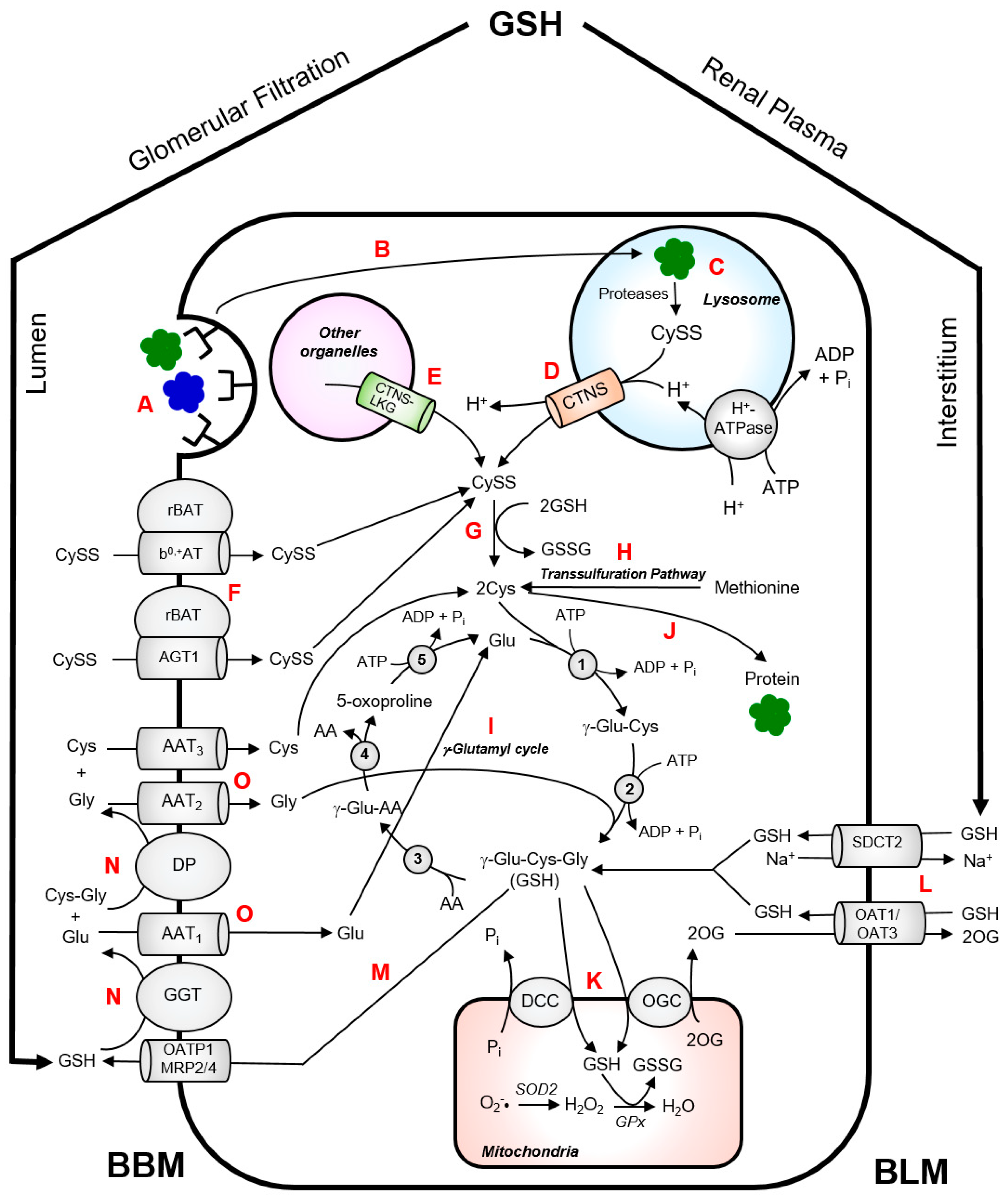 Antioxidants 07 00179 g002
