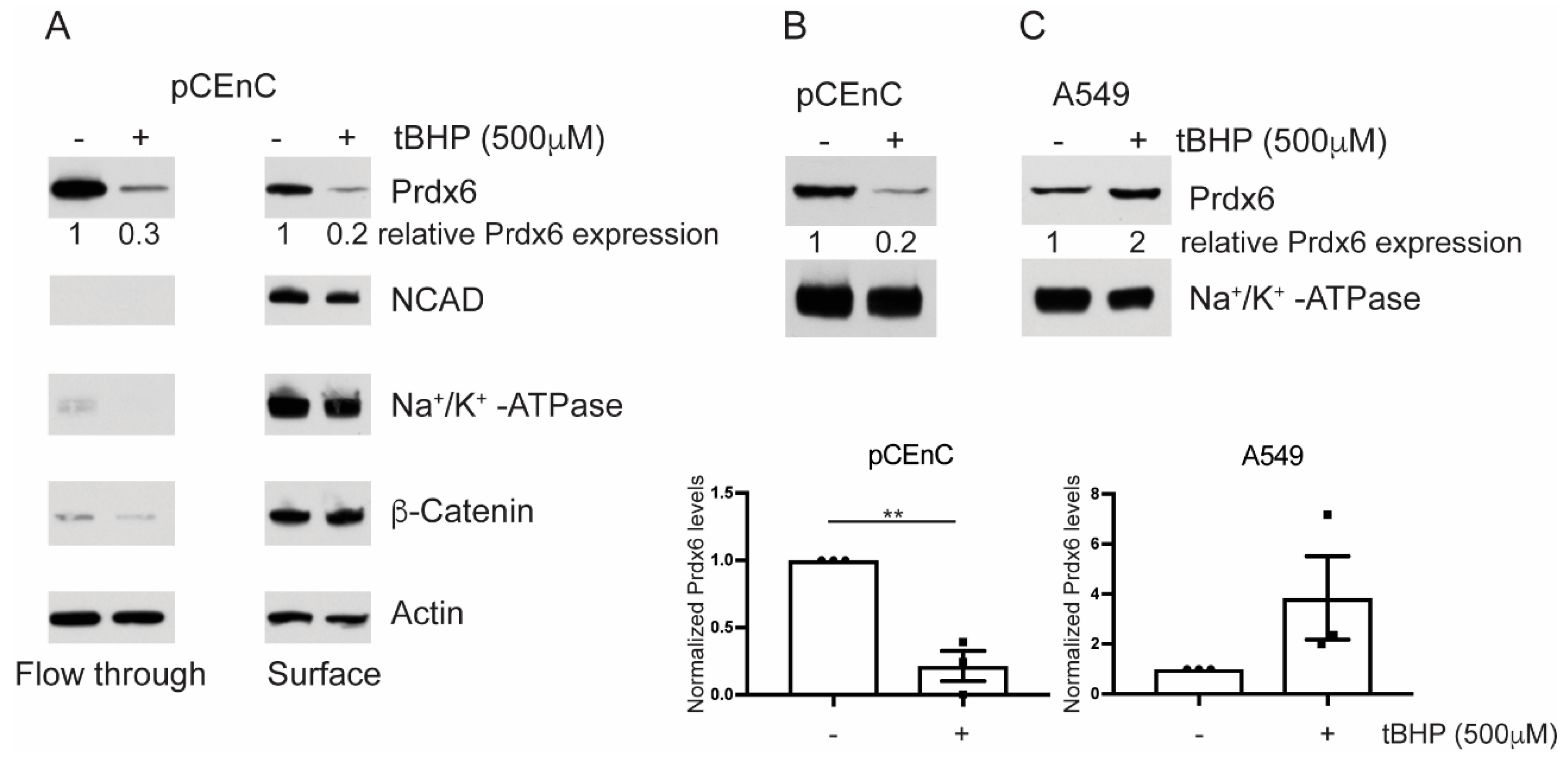 Antioxidants 07 00180 g002 Antioxidants 07 00180 g002
