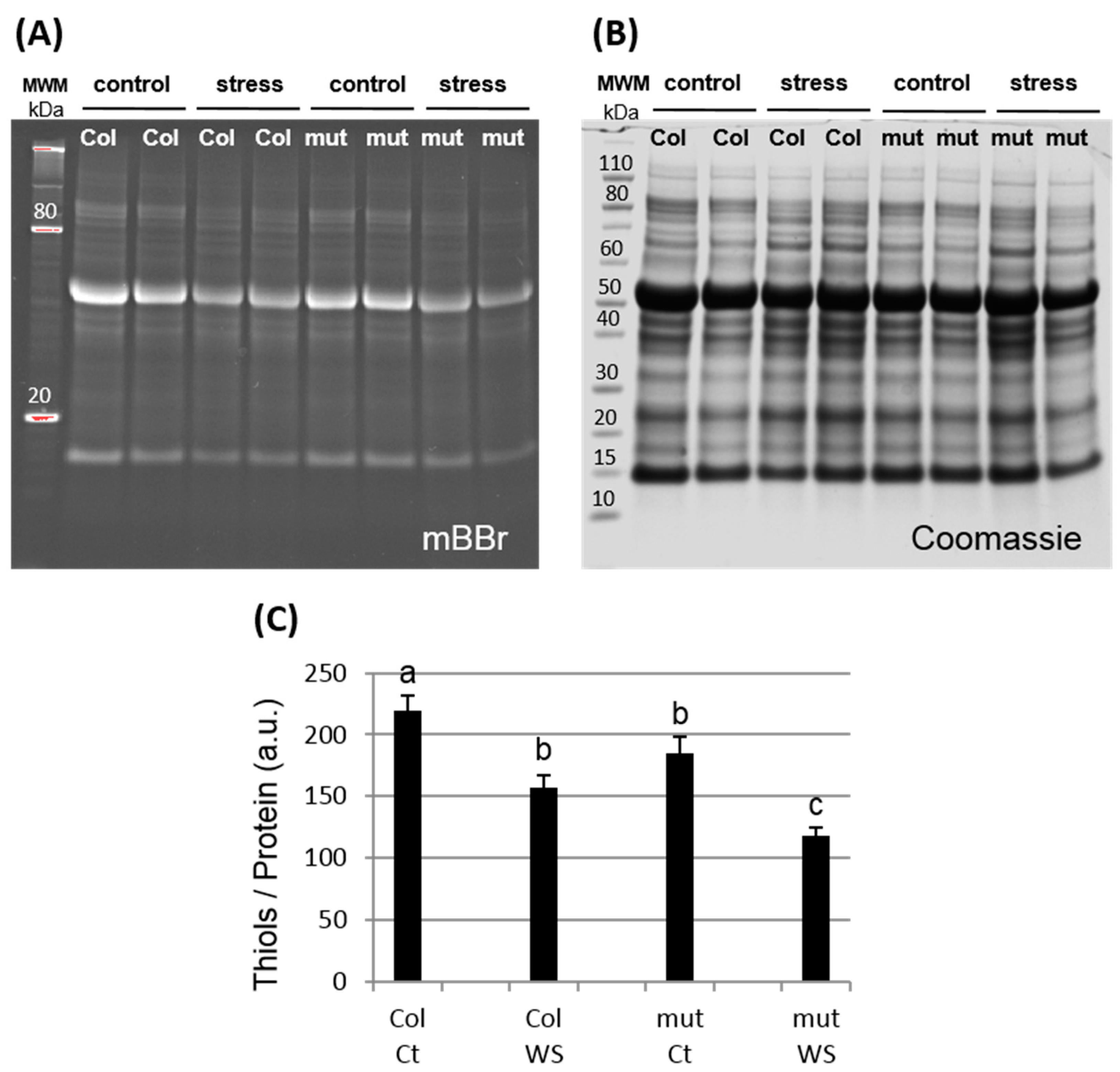 Antioxidants 07 00183 g004
