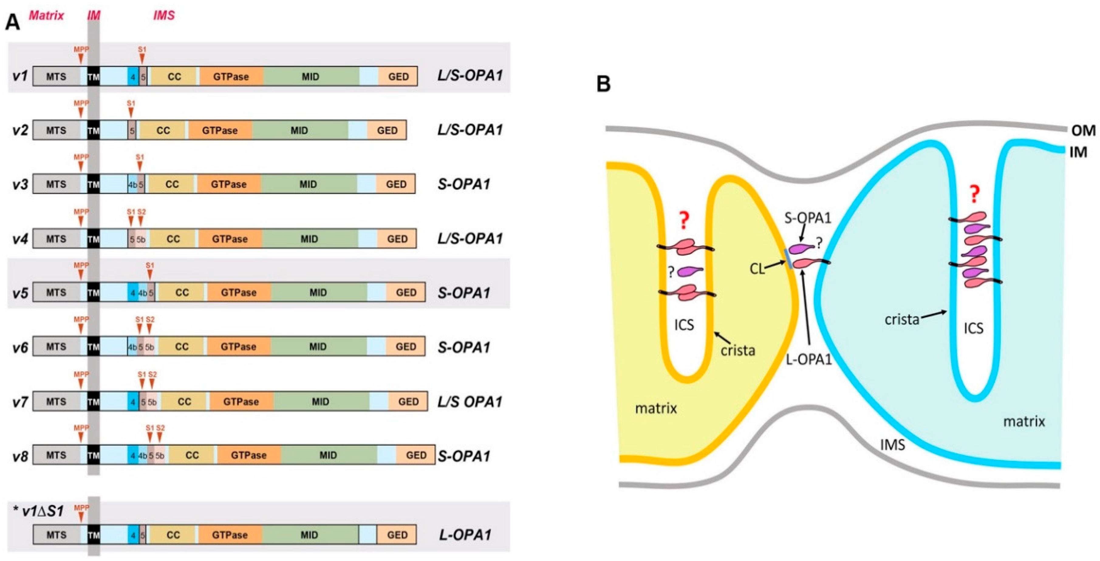 Antioxidants 07 00186 g003
