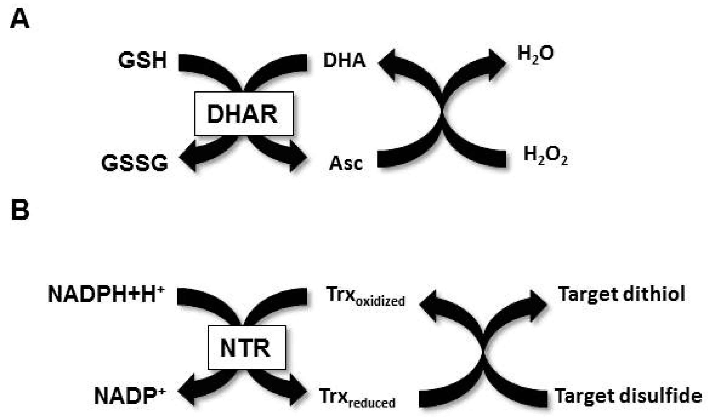 Antioxidants 07 00190 g001