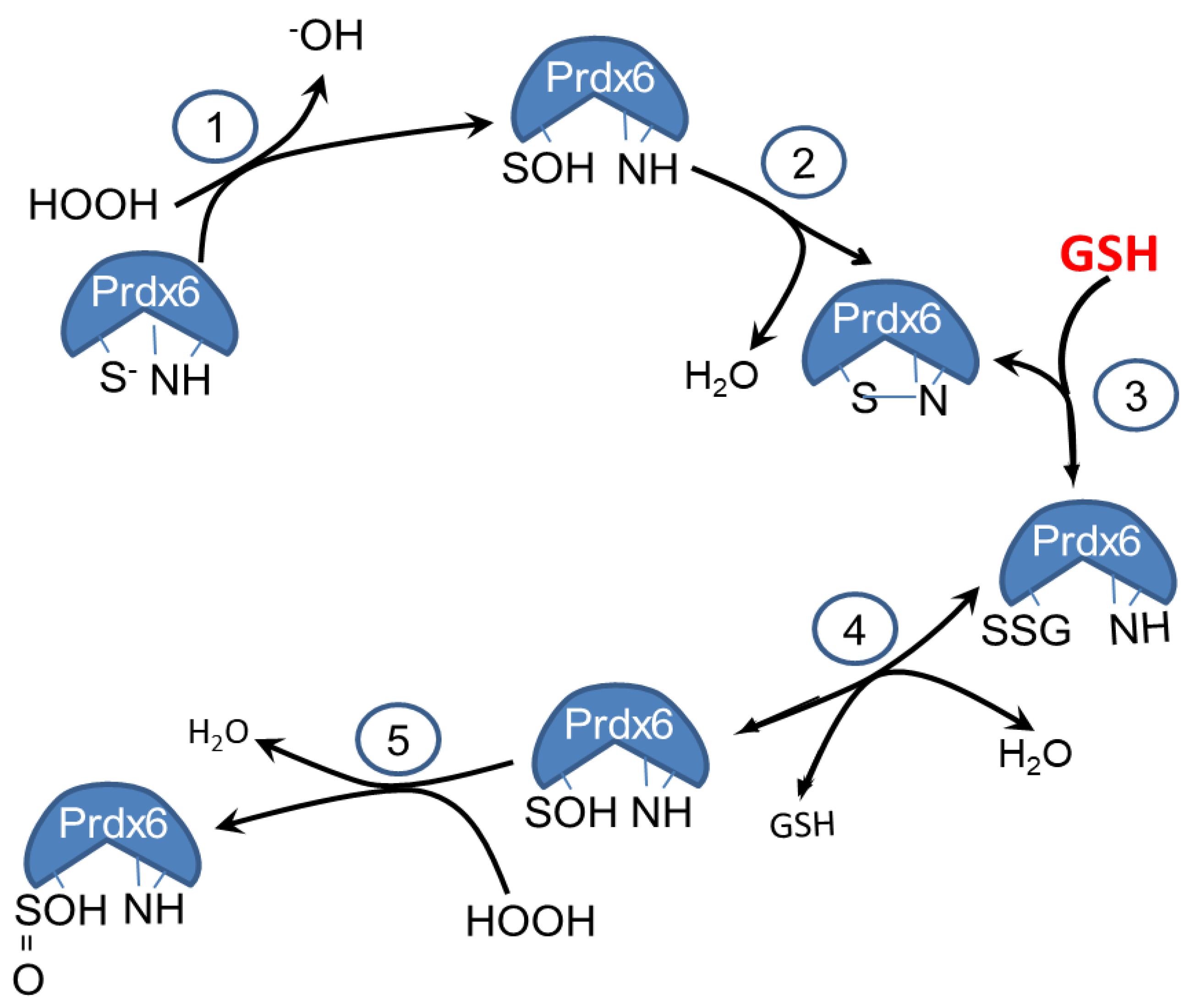 Antioxidants 08 00004 g005