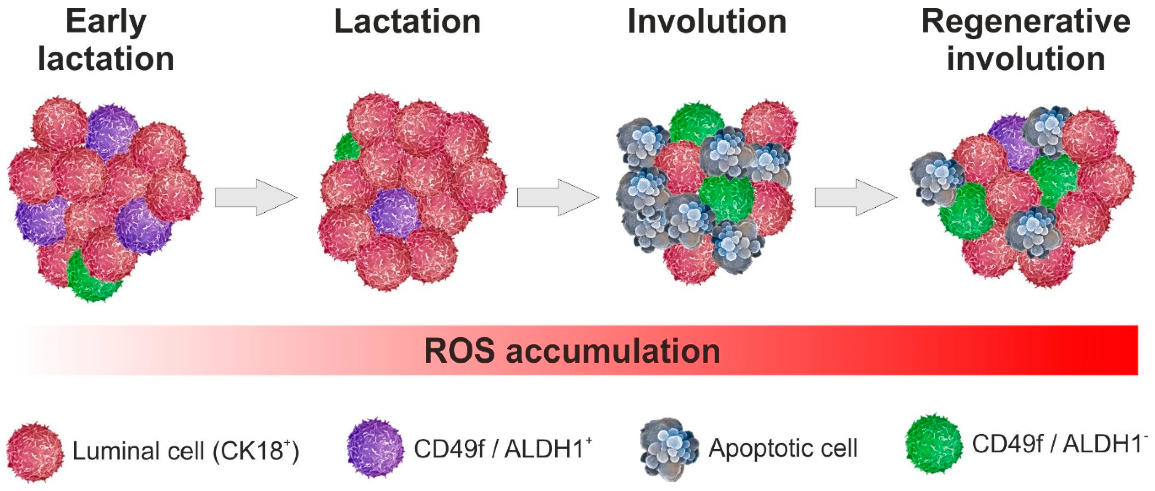 Antioxidants 08 00006 g001 Antioxidants 08 00006 g001