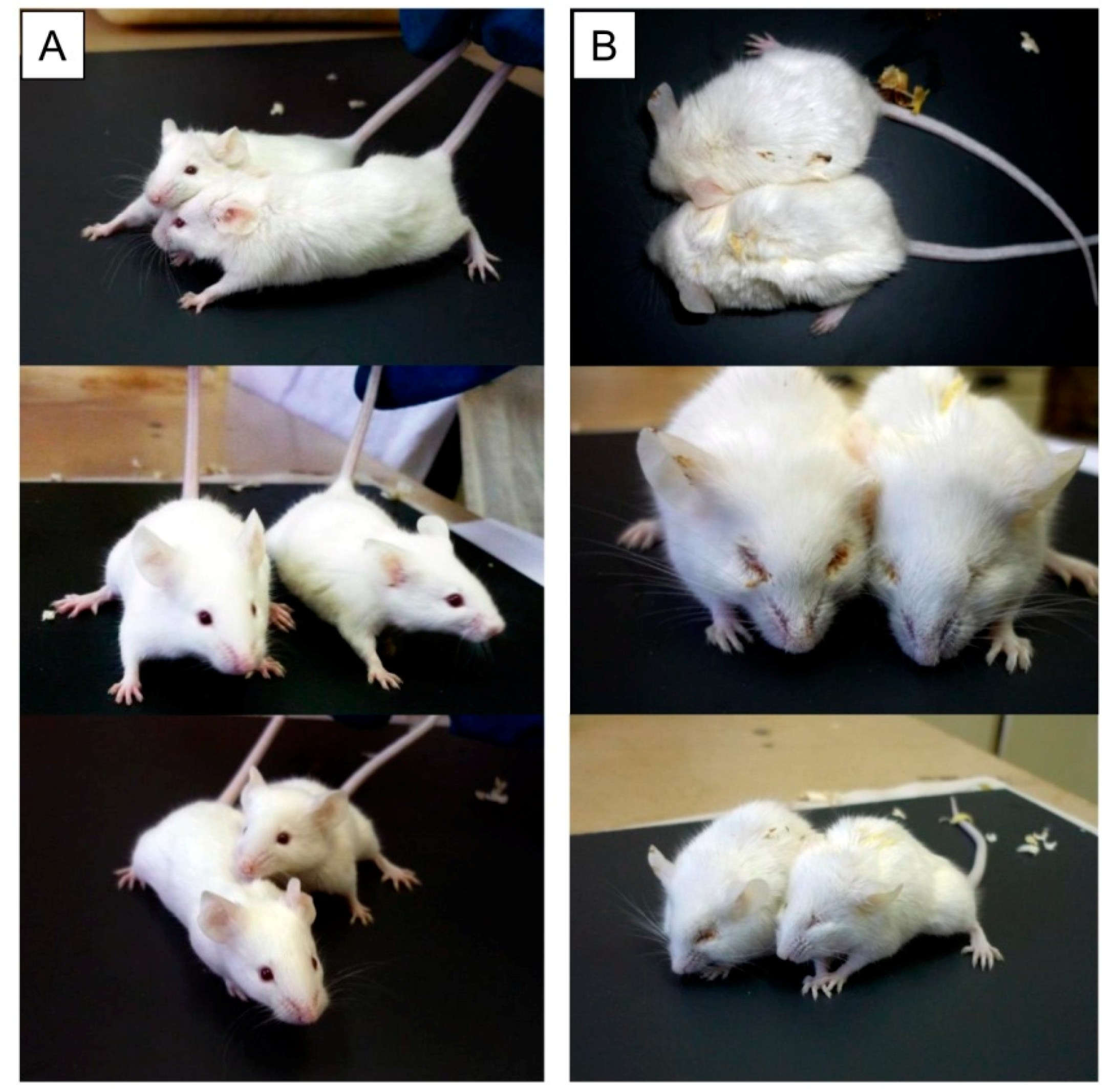Antioxidants 08 00015 g005