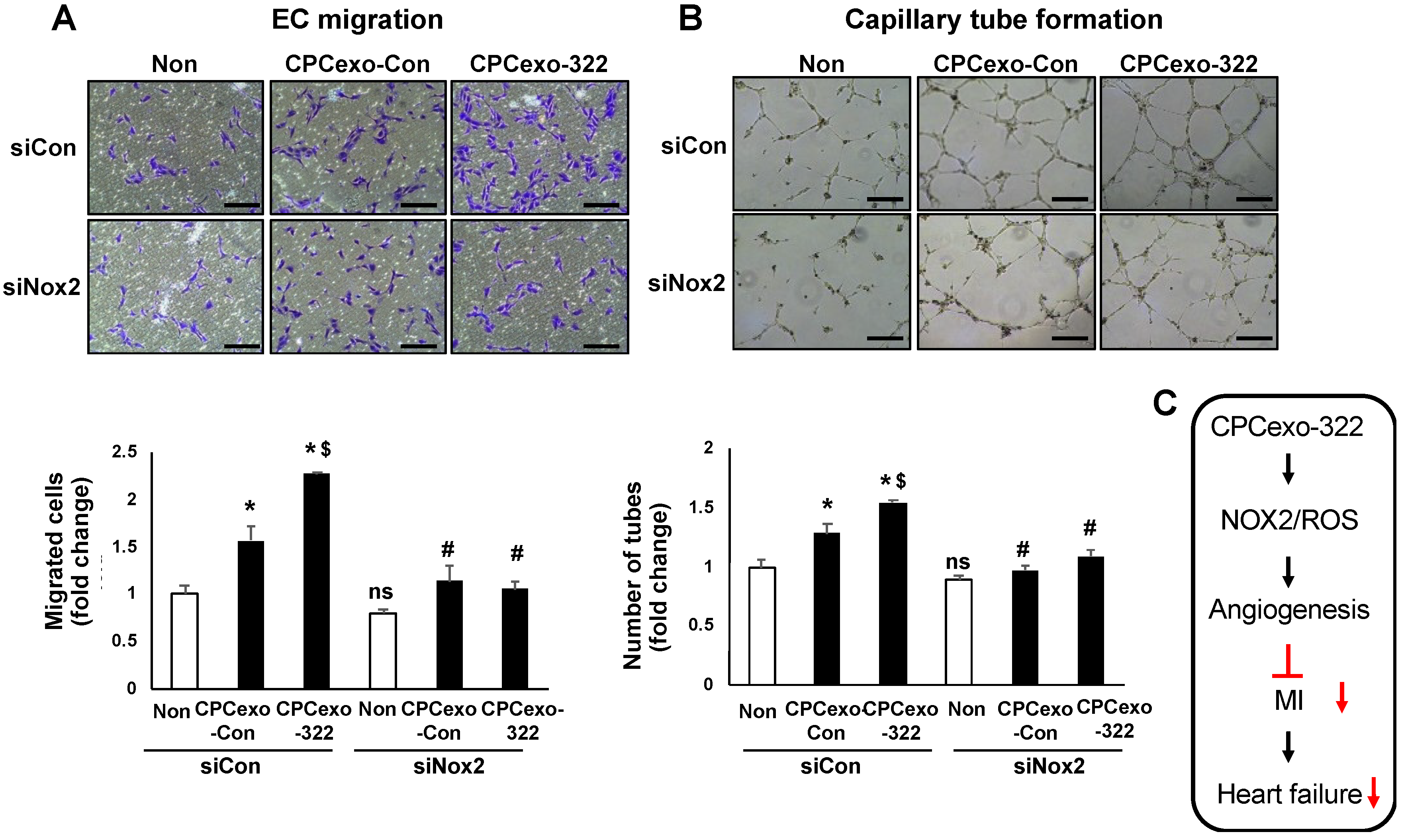 Antioxidants 08 00018 g007