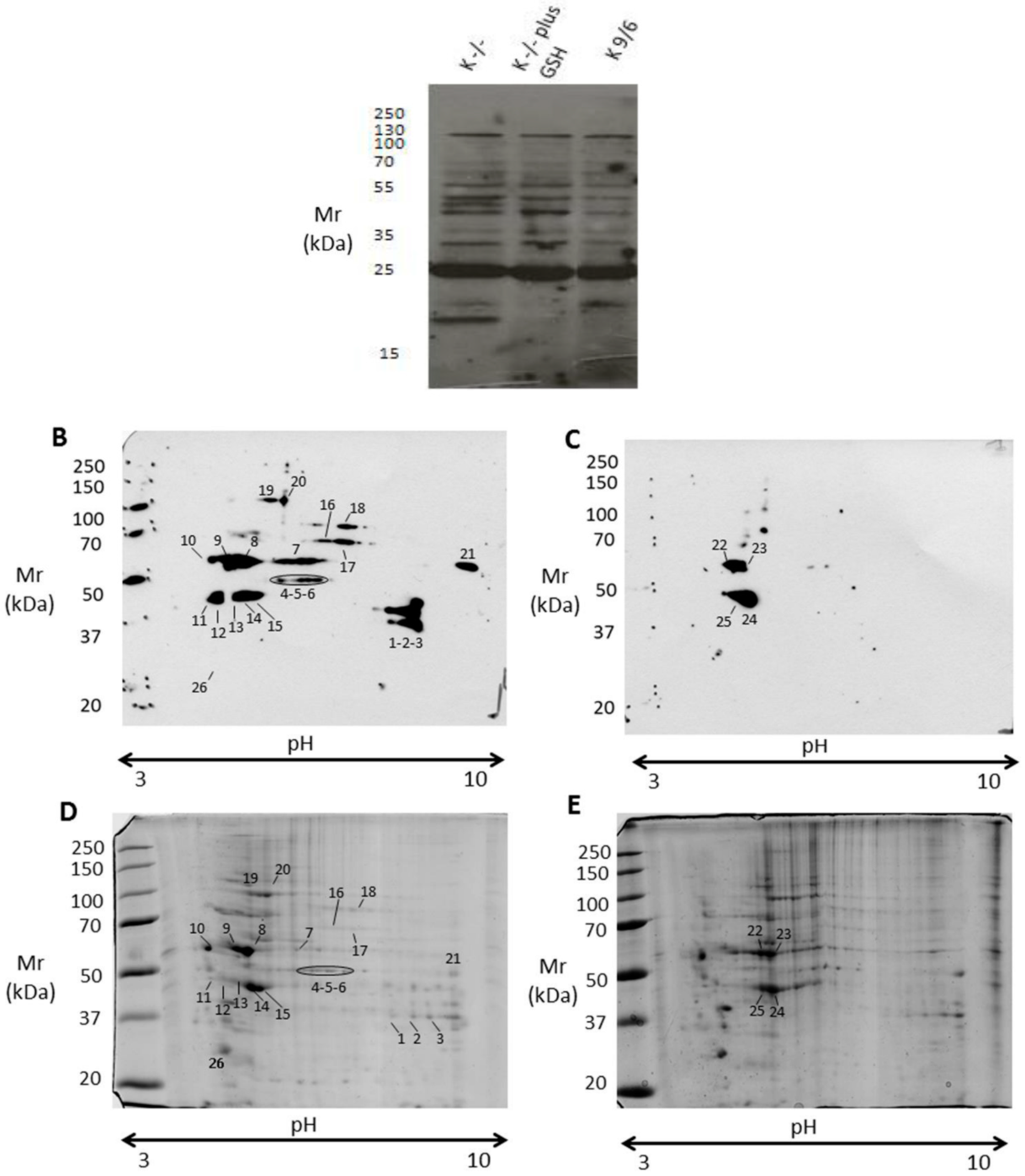 Antioxidants 08 00027 g004